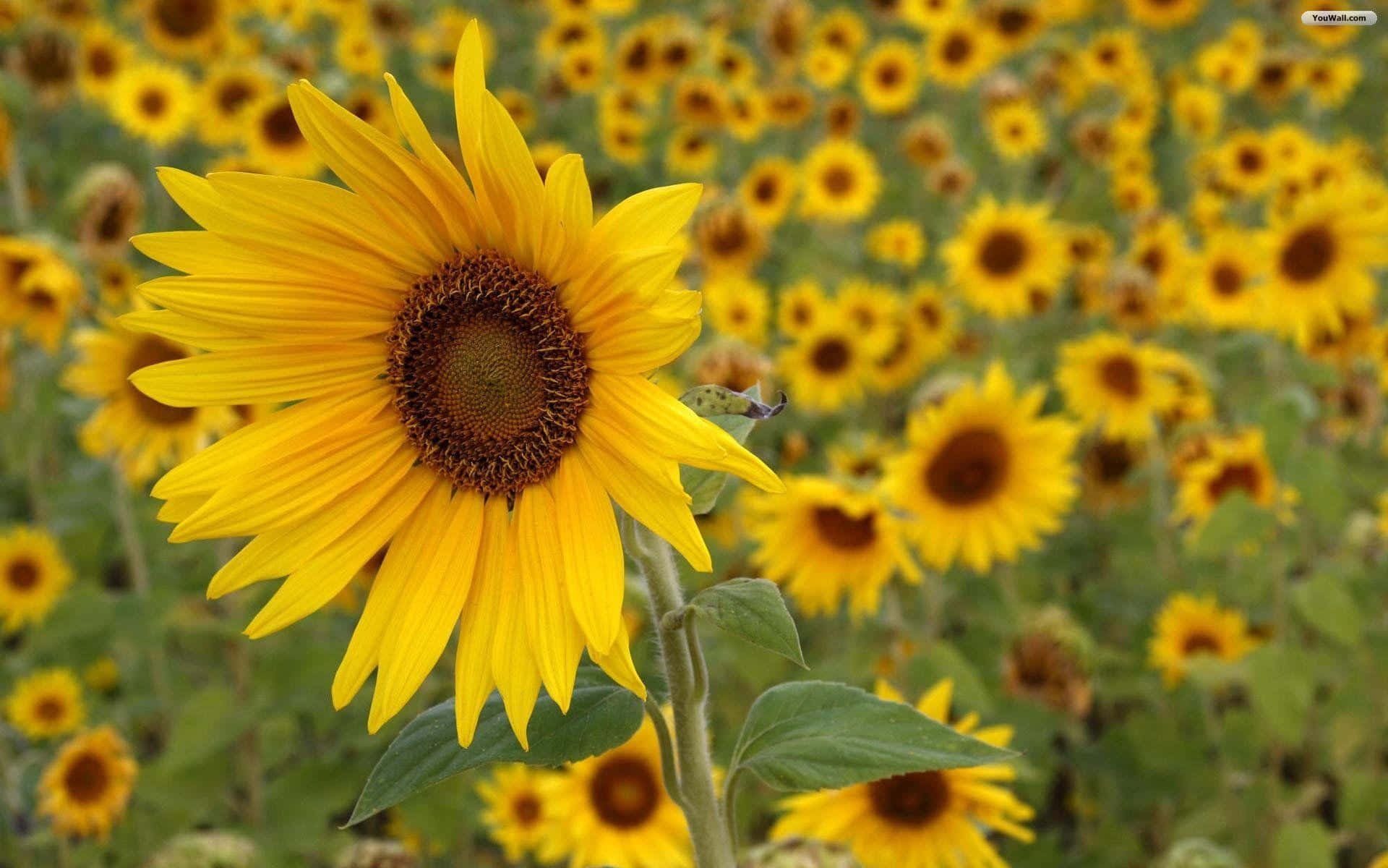 Sunflowers 桌布 壁紙 — 一片充滿活力的向日葵田，一朵向日葵在柔和的模糊黃色花朵背景中清晰對焦。