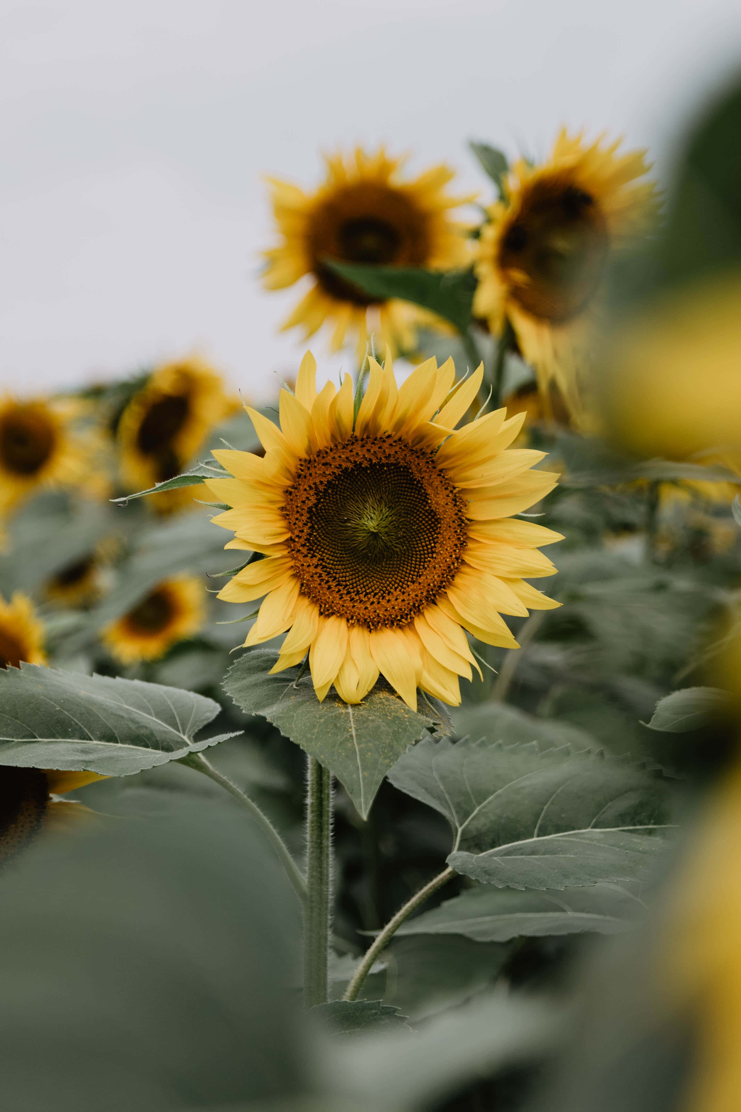 Yellow Sunflower Aesthetic 桌布 壁紙 — 一片充滿活力的向日葵田，其中一朵在陰天天空下，以柔和的模糊背景為襯托，清晰對焦。