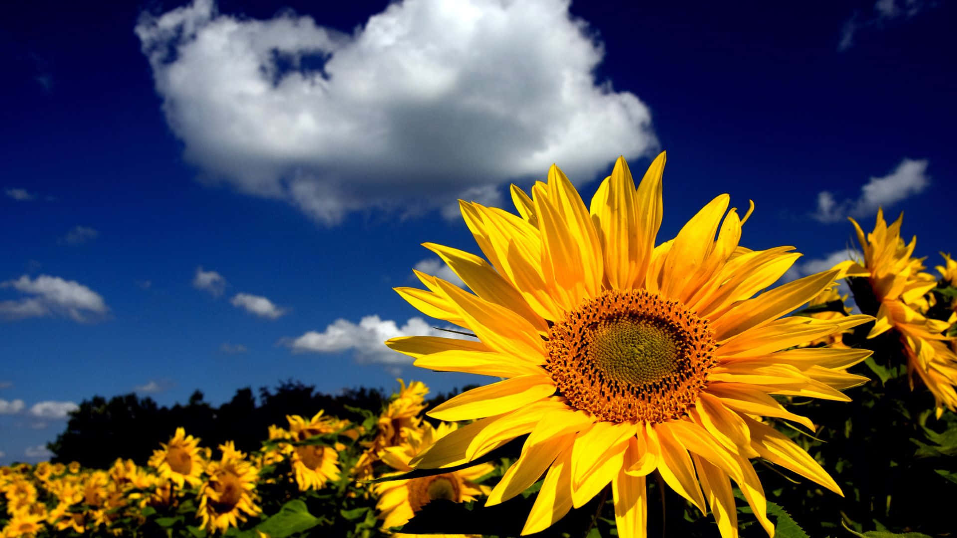 Sunflowers 桌布 壁紙 — 一片充滿活力的向日葵田，在深藍色的天空下，有蓬鬆的白雲和茂密的綠葉。
