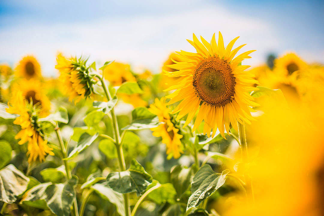 Sunflower Aesthetic 桌布 壁紙 — 一片充滿活力的向日葵田，在清澈的藍天下，其中一朵向日葵清晰對焦。