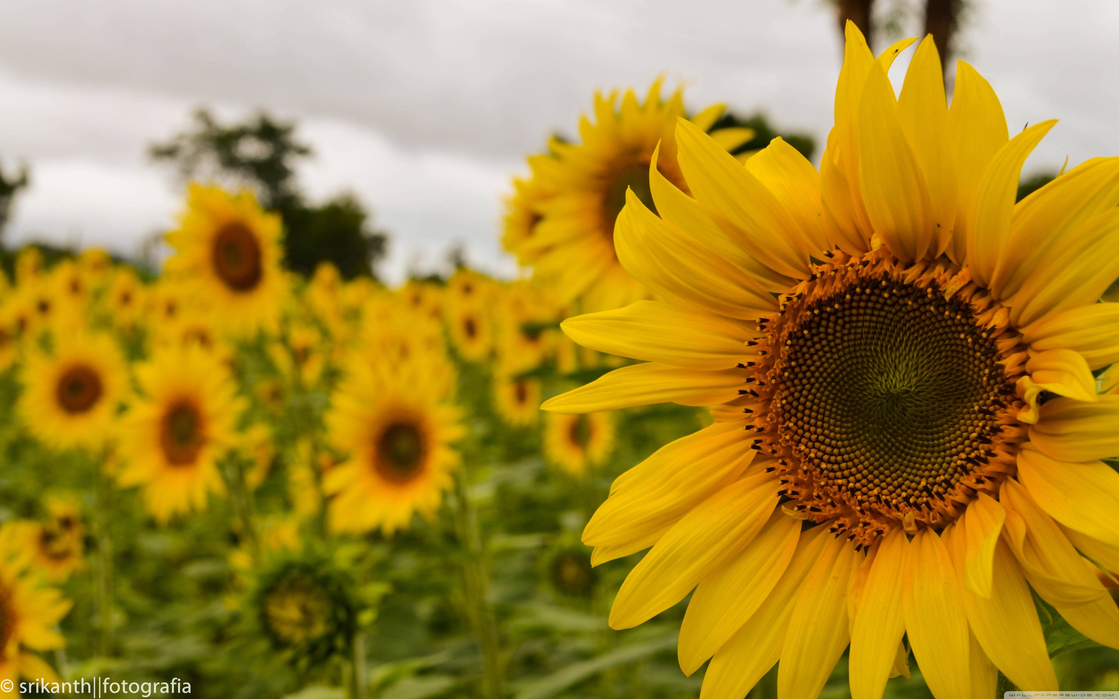 Sunflowers And Roses 桌布 壁紙 — 一片充滿活力的向日葵田，天空多雲，其中一朵向日葵清晰對焦。