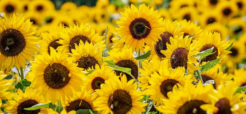 Sunflower Yellow 桌布 壁紙 — 一片充滿活力的向日葵田，擁有鮮黃色的花瓣和深色花心，在自然光中輕輕搖曳。