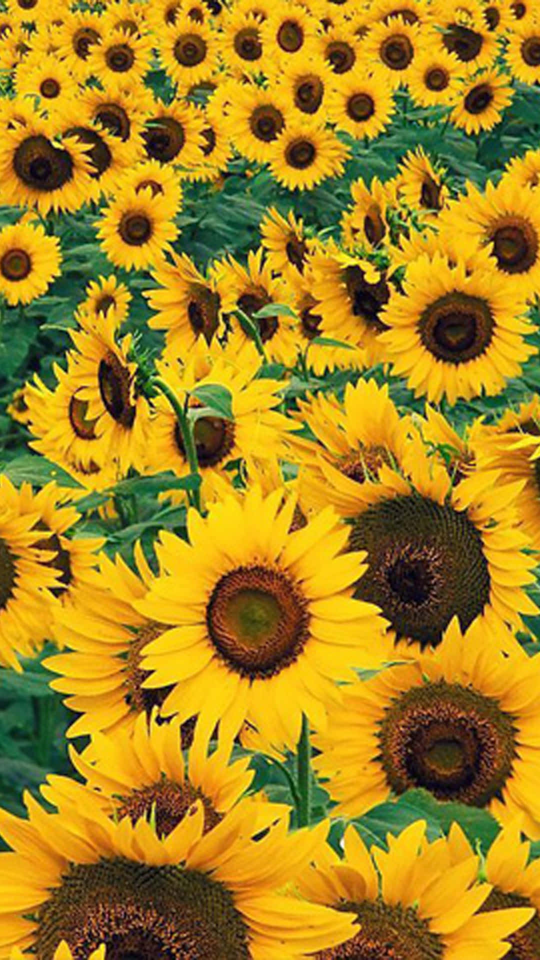Sunflower Yellow 桌布 壁紙 — 一片充滿活力的向日葵田，有著鮮黃色的花瓣和深色的花心，在微風中輕輕搖曳。