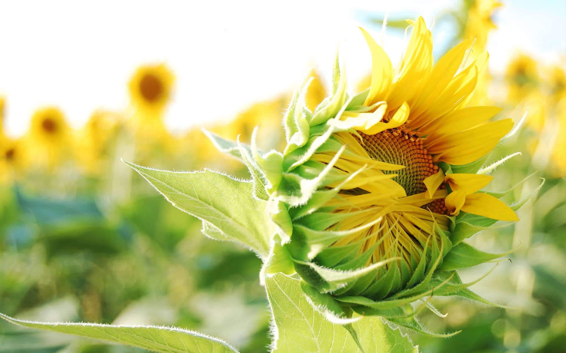 Sunflowers 桌布 壁紙 — 一片充滿活力的向日葵田，沐浴在金色陽光下，近距離拍攝一朵盛開的花朵和一個柔焦的花蕾。