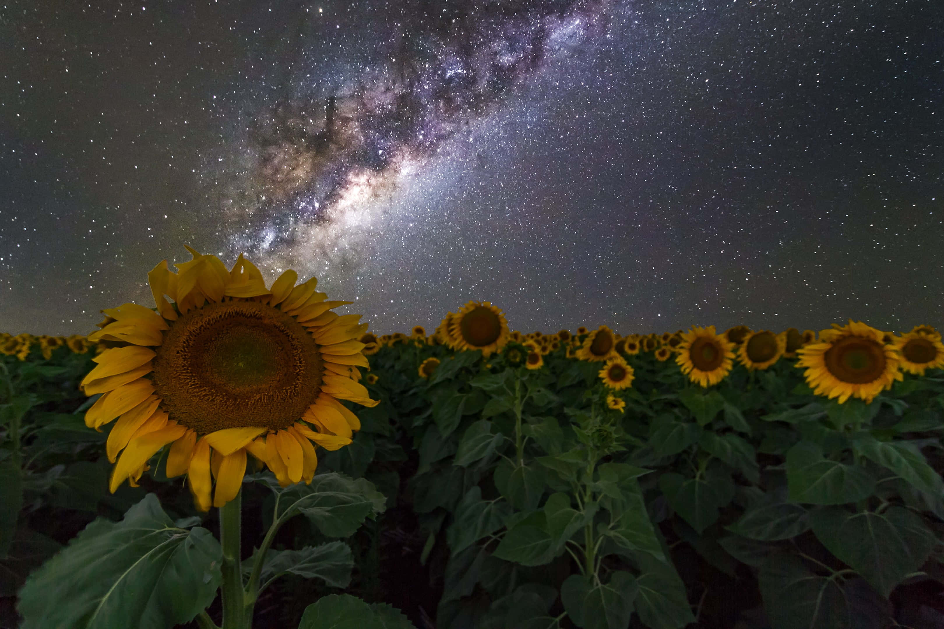 Sunflowers 桌布 壁紙 — 一片充滿活力的向日葵田仰望銀河系在繁星點點的夜空中閃耀。