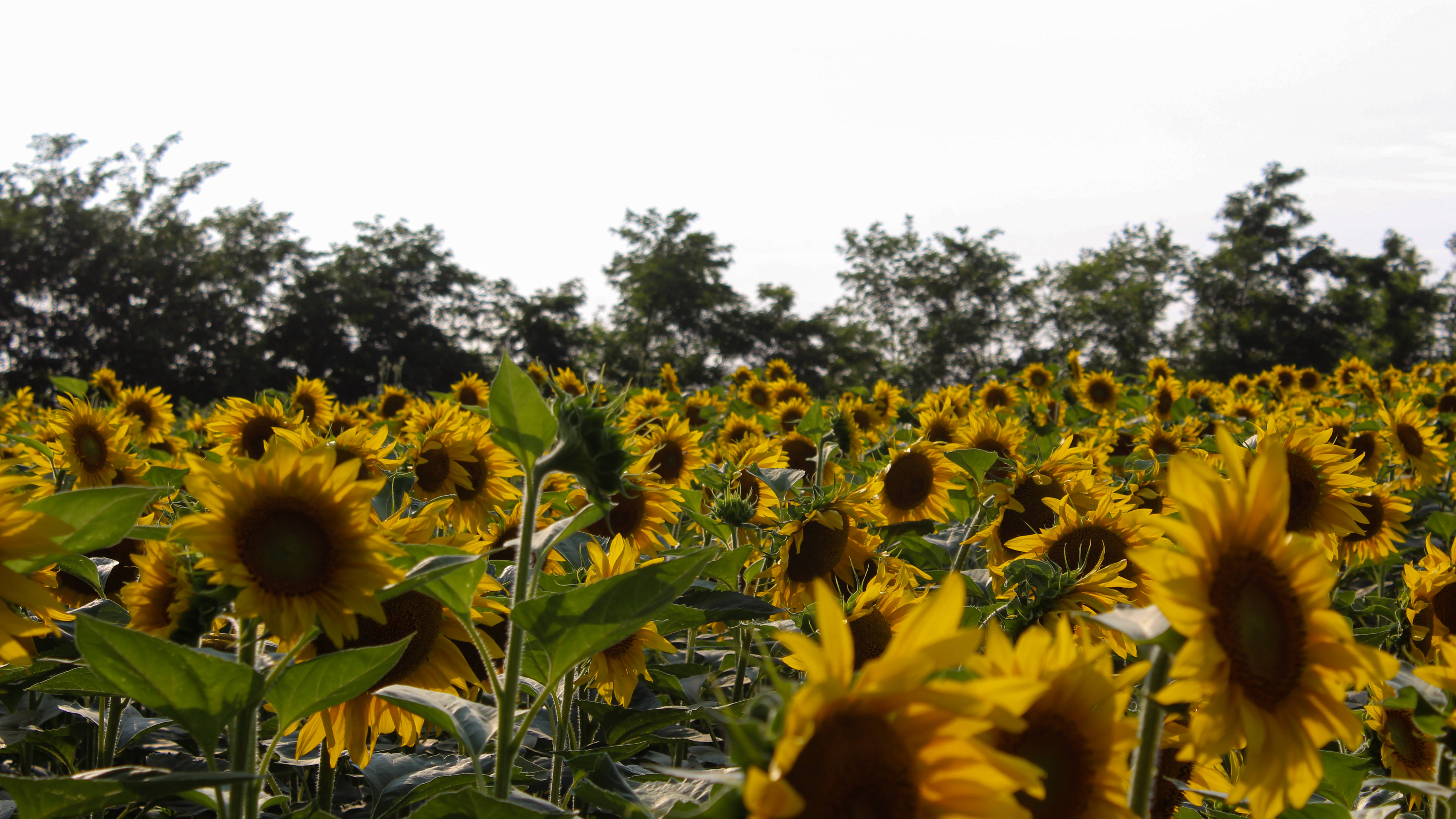Sunflower Aesthetic 桌布 壁紙 — 一片充滿活力的向日葵田向著明亮的天空延伸，背景是茂密的綠樹。