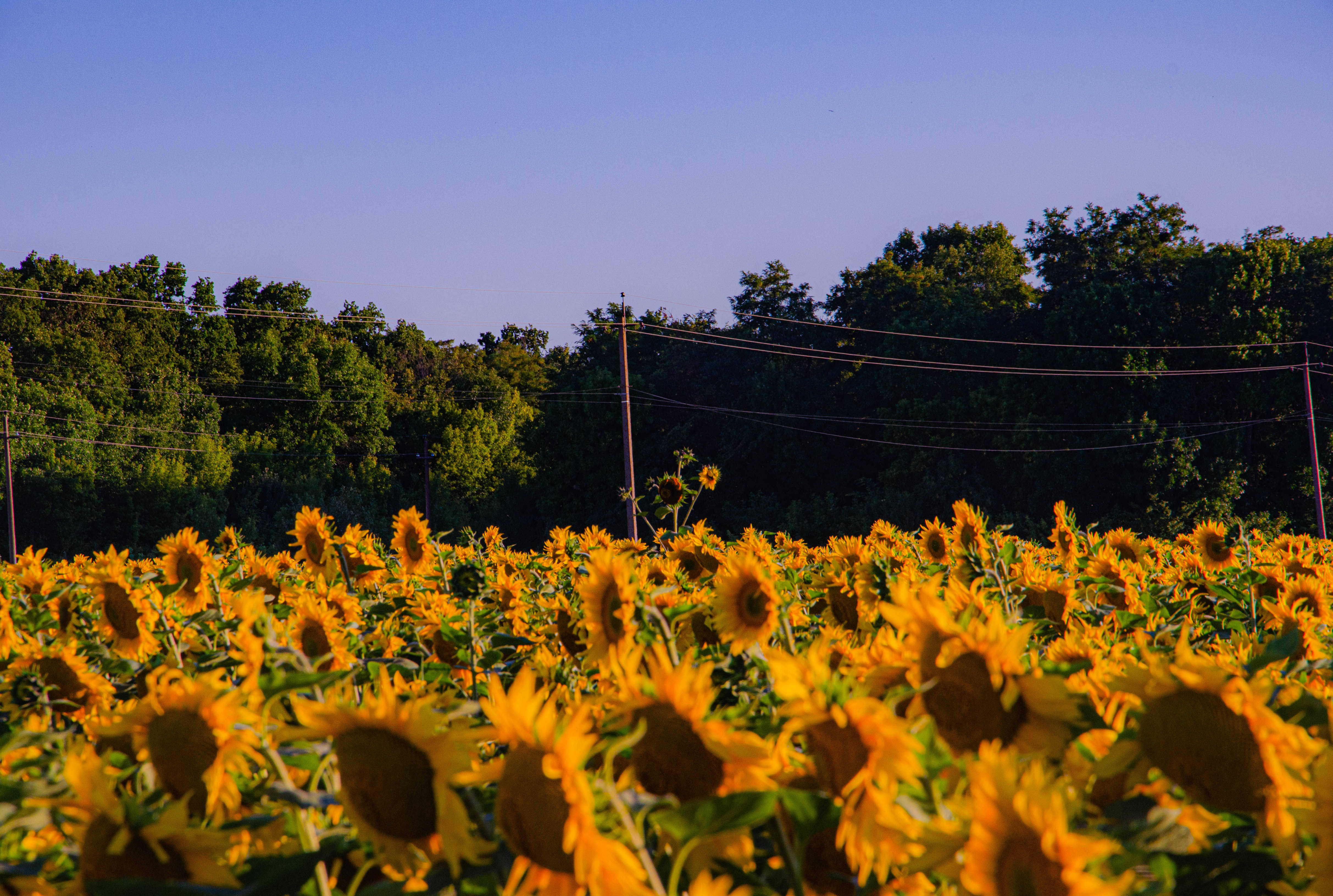 Sunflower Aesthetic 桌布 壁紙 — 一片充滿活力的向日葵田向著清澈的藍天延伸，遠處有一排綠樹。