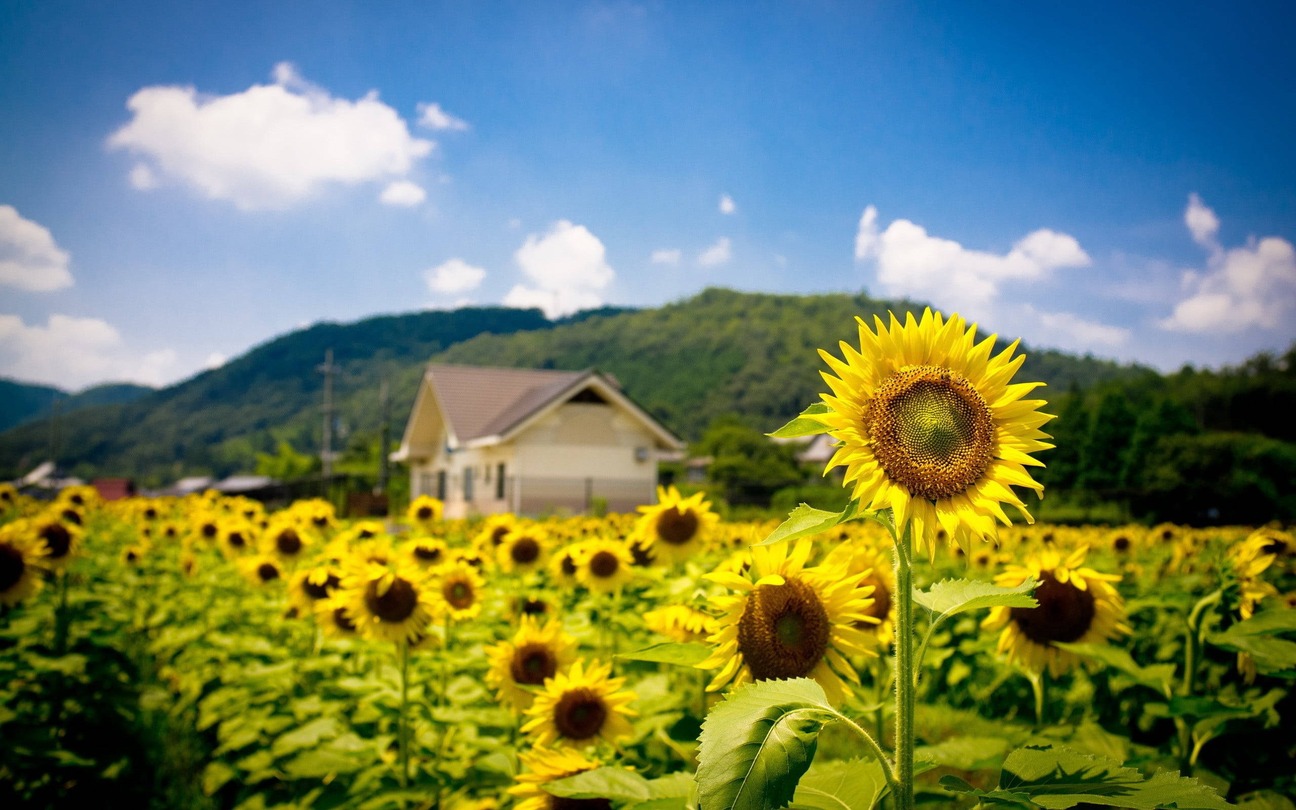 field 桌布 壁紙 — 一片充滿活力的向日葵田向著農舍延伸，上方是晴朗的藍天和蓬鬆的白雲。