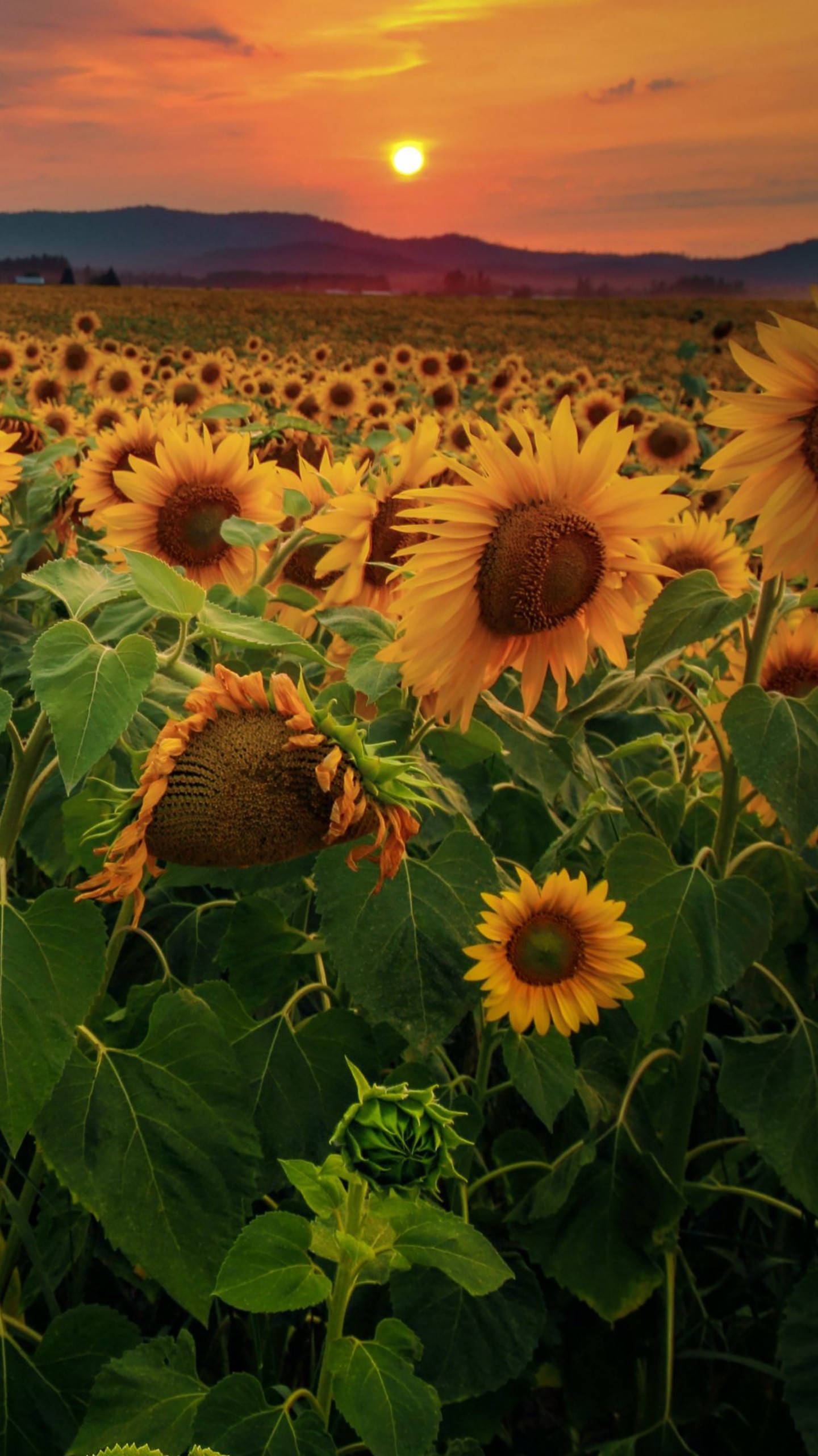 Sunflowers And Roses 桌布 壁紙 — 一片充滿活力的向日葵田向著閃耀的日落延伸，遠處有山巒。
