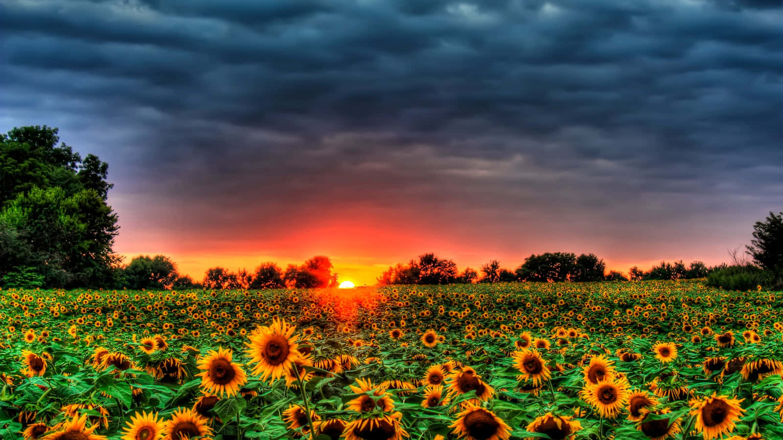 Sunflowers 桌布 壁紙 — 一片充滿活力的向日葵田在戲劇性的日落天空下延伸，天空中有火紅的橙色雲朵和黑暗的暴風雲籠罩。