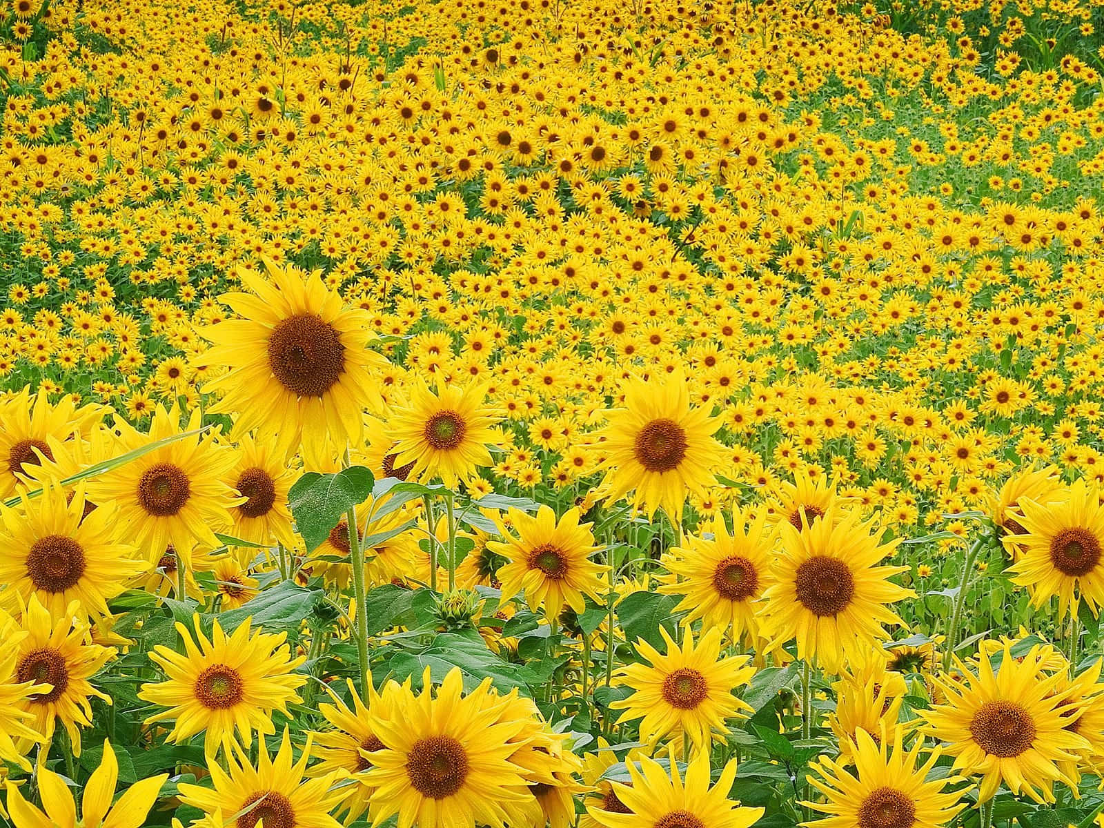 Sunflowers 桌布 壁紙 — 一片充滿活力的向日葵田在明亮的日光下無盡延伸，擁有茂盛的綠色莖幹和金色花瓣。