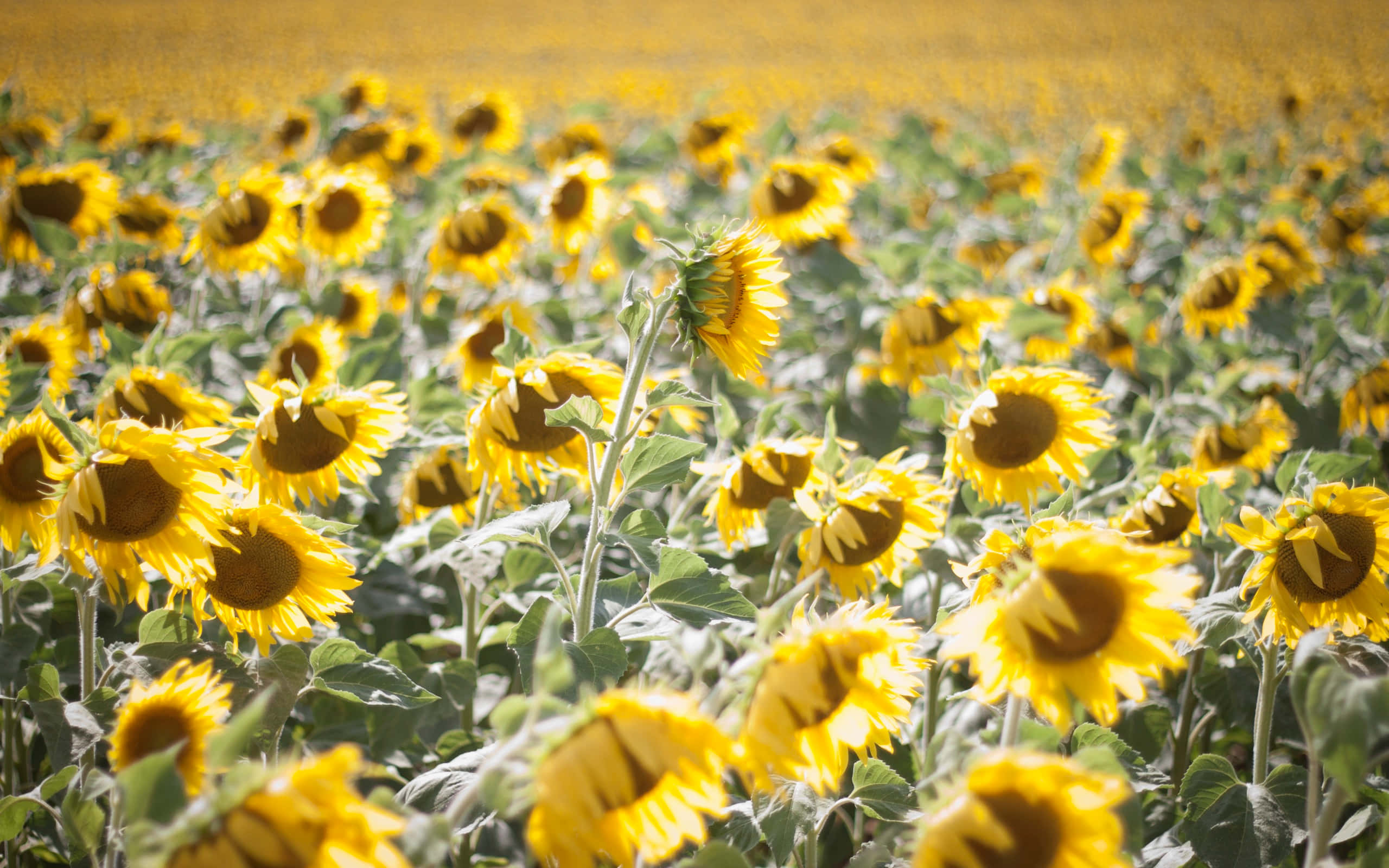 Sunflowers 桌布 壁紙 — 一片充滿活力的向日葵田在明亮的陽光下輕輕搖曳，金色的花瓣和深色的花心。