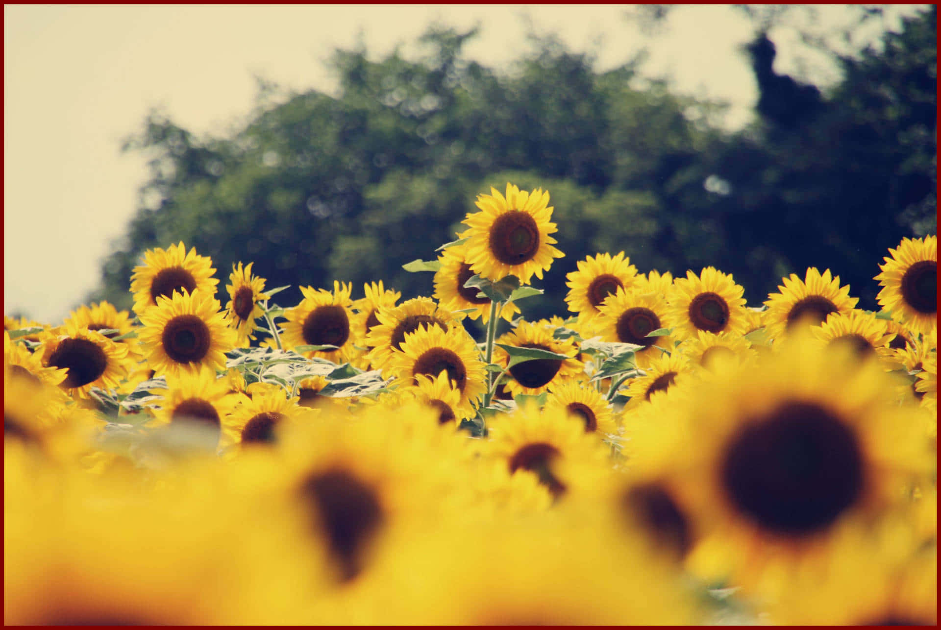 Sunflower Yellow Tumblr Aesthetic 桌布 壁紙 — 一片充滿活力的向日葵田在柔和日光下輕輕搖曳，背景模糊中綠樹成蔭。