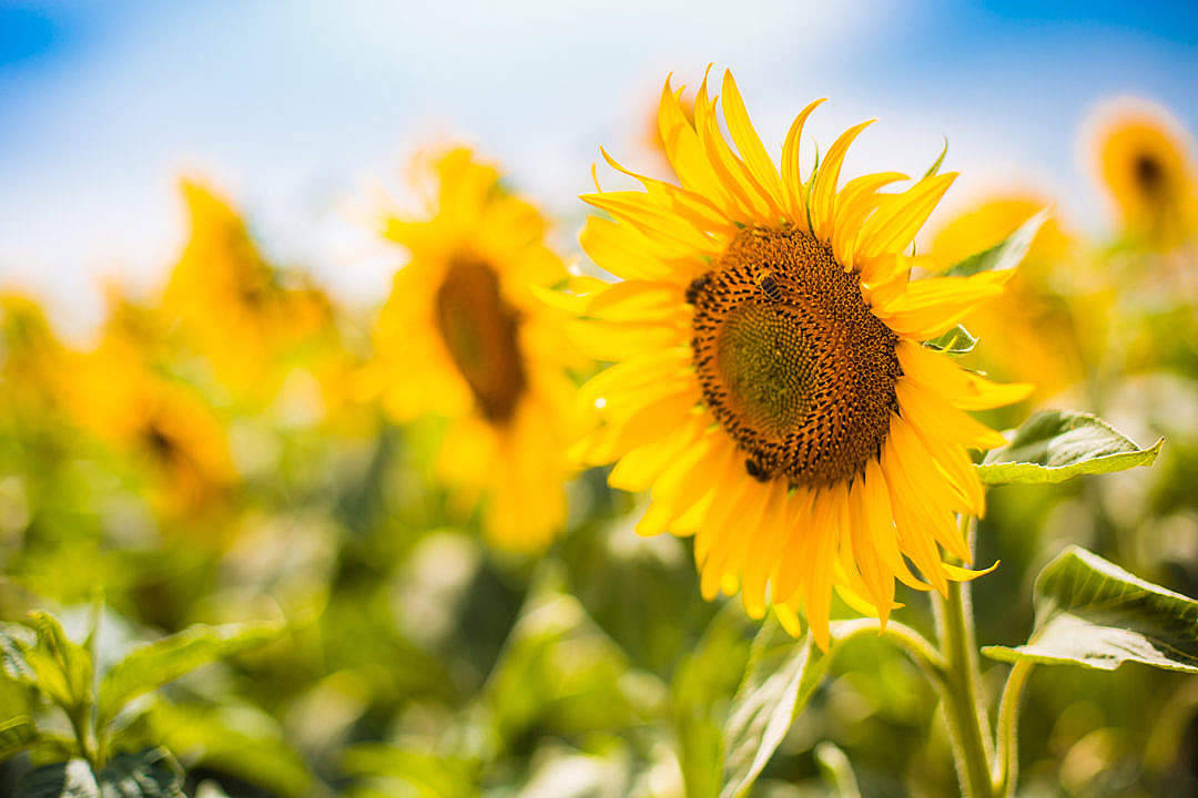 Sunflower Aesthetic 桌布 壁紙 — 一片充滿活力的向日葵田沐浴在明亮的陽光下，一朵向日葵在藍天下清晰對焦。