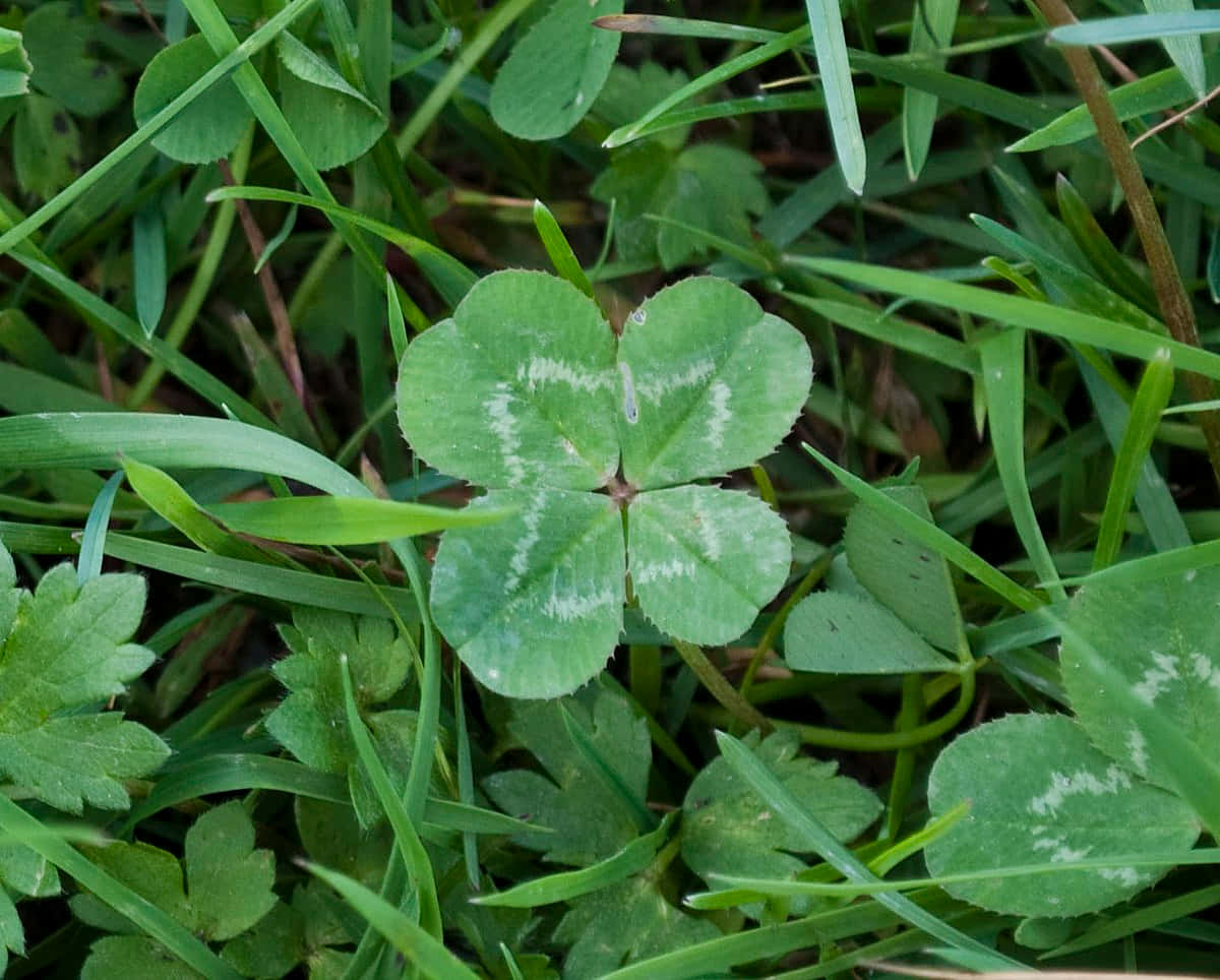 Four Leaf Clover 桌布 壁紙 — 一片充滿活力的四葉草，帶有白色葉脈，藏在茂密的綠色草葉之間。