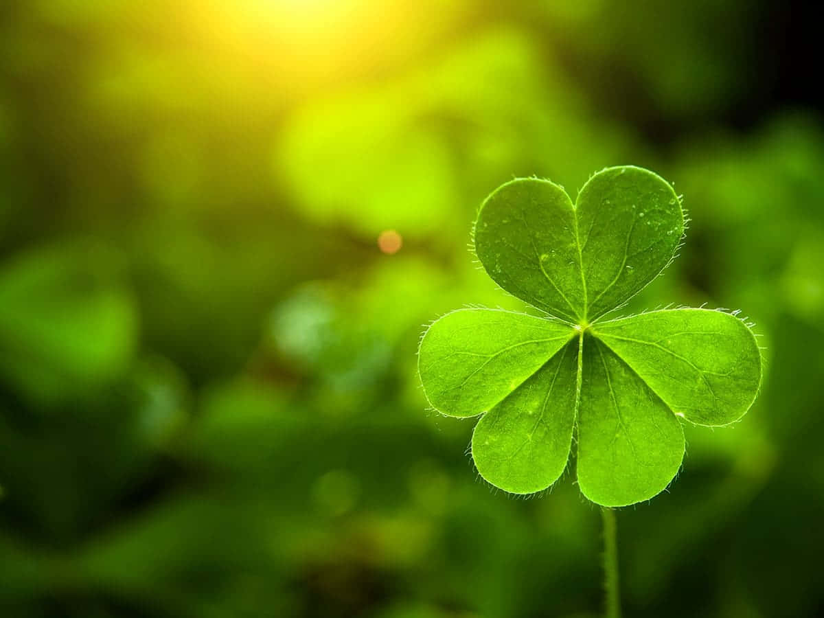St Patrick's Day 桌布 壁紙 — 一片充滿活力的四葉草在柔和陽光下發光，背景是模糊的綠色。
