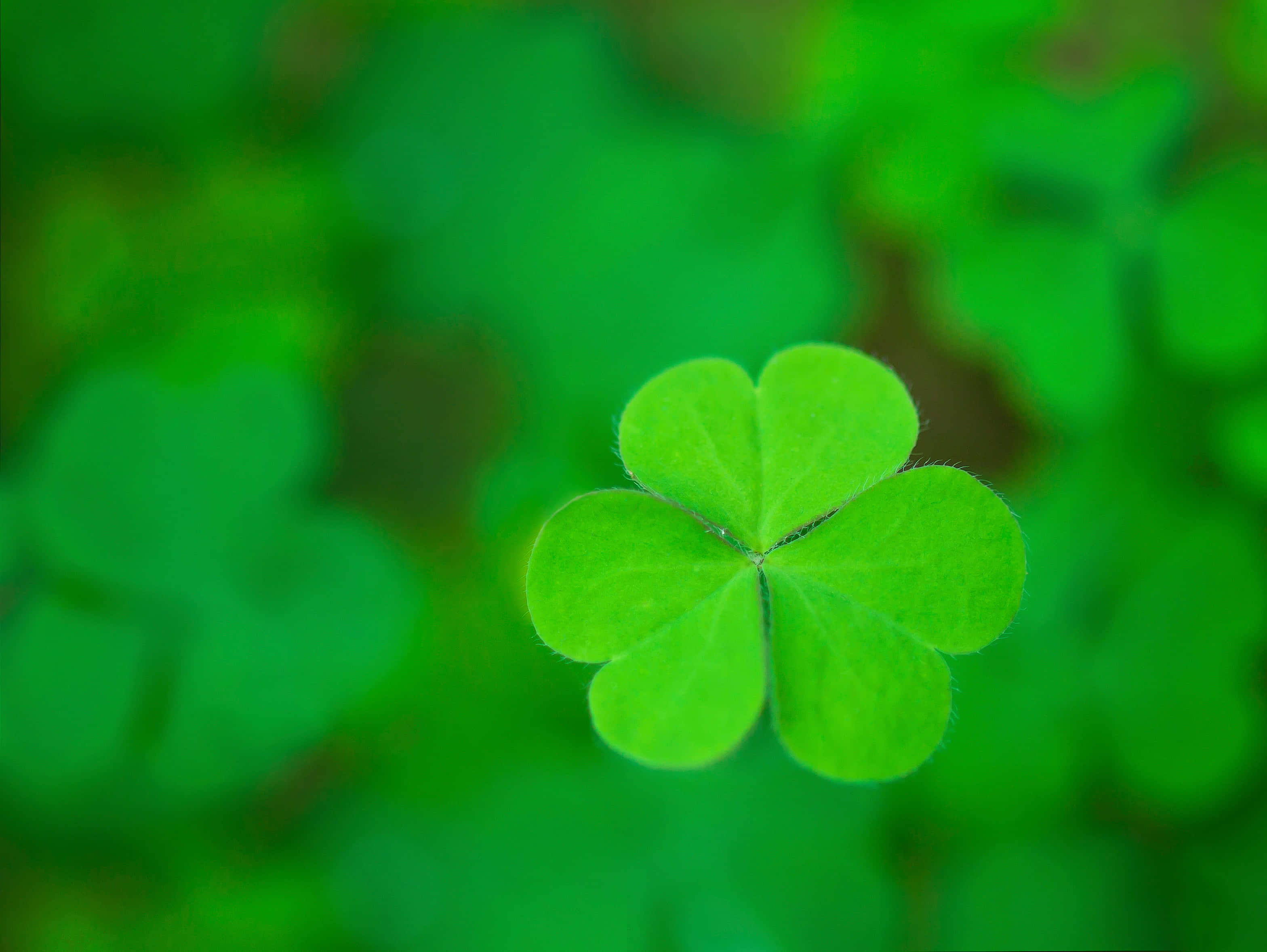 Four Leaf Clover 桌布 壁紙 — 一片充滿活力的四葉草在類似葉片的柔和綠色散景背景下清晰對焦。