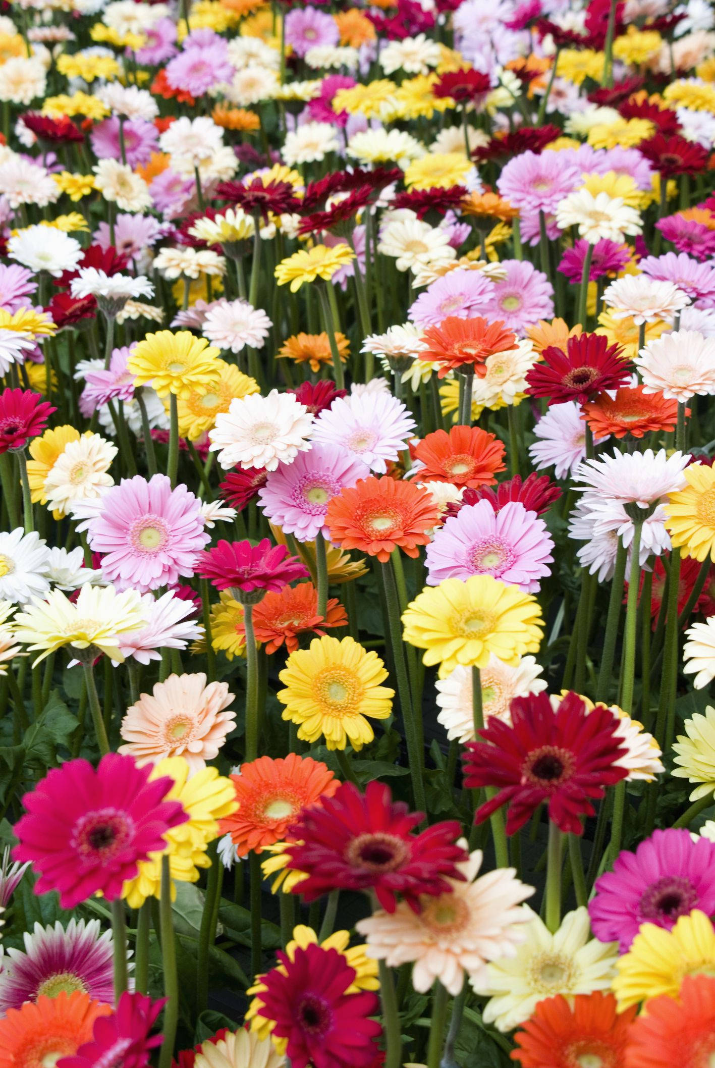 花朵 4K 桌布 壁紙 — 一片充滿活力的多色非洲菊雛菊田，盛開著綠色莖和茂密的葉子。