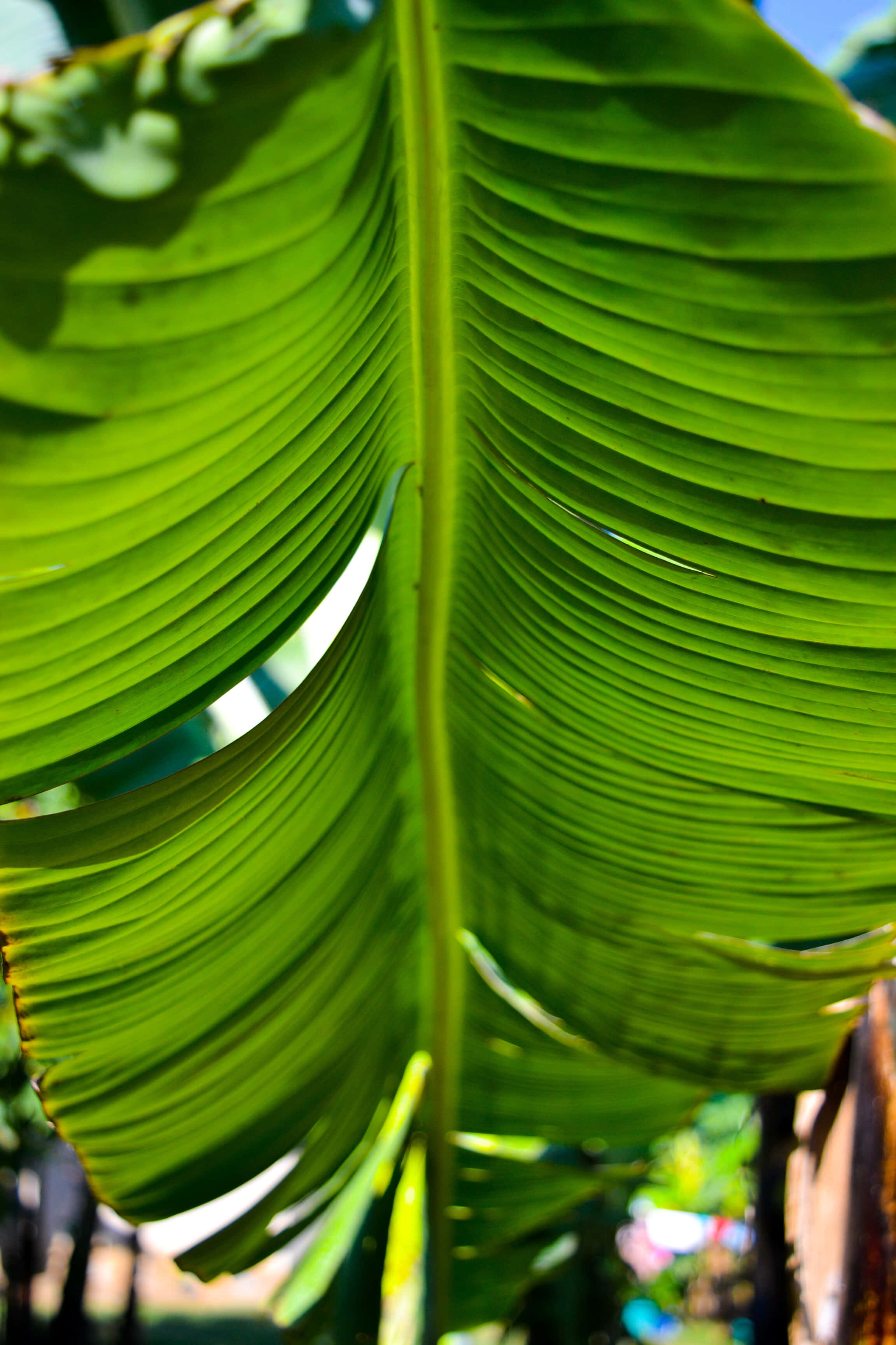 Banana Leaf 桌布 壁紙 — 一片充滿活力的大型綠色香蕉葉的特寫，葉脈清晰，陽光從邊緣透射進來。