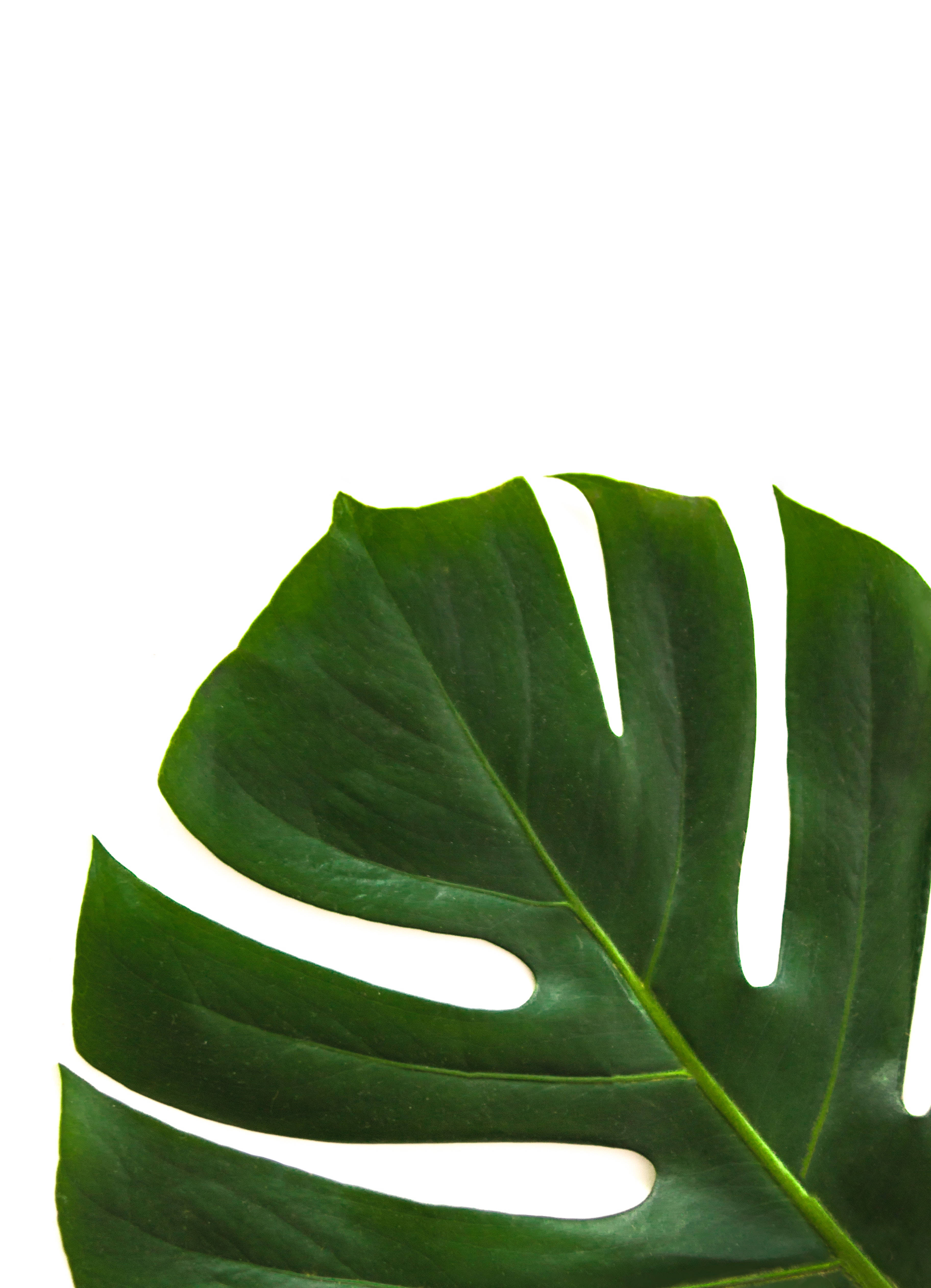 Green Leaves 桌布 壁紙 — 一片充滿活力的大型綠色龜背竹葉，帶有深裂紋和光澤質感，襯托在純白背景上。