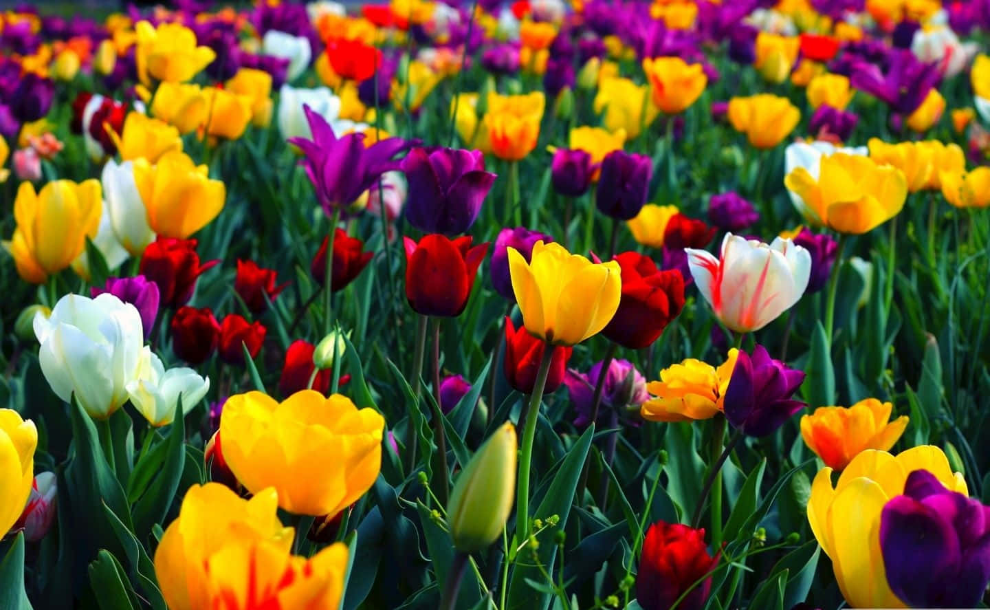 Tulips 桌布 壁紙 — 一片充滿活力的彩色鬱金香花田，盛開著黃色、紫色、紅色和白色的花朵，襯托著茂盛的綠色莖幹。
