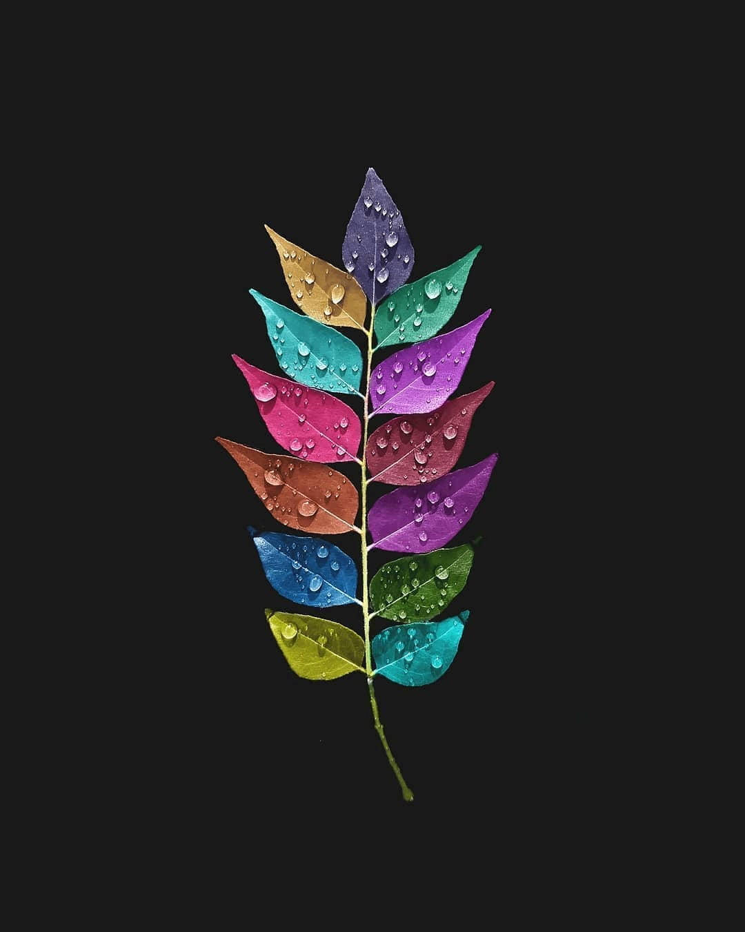 iPhone 桌布 壁紙 — 一片充滿活力的彩虹葉，帶有露珠，在純黑背景上閃耀。