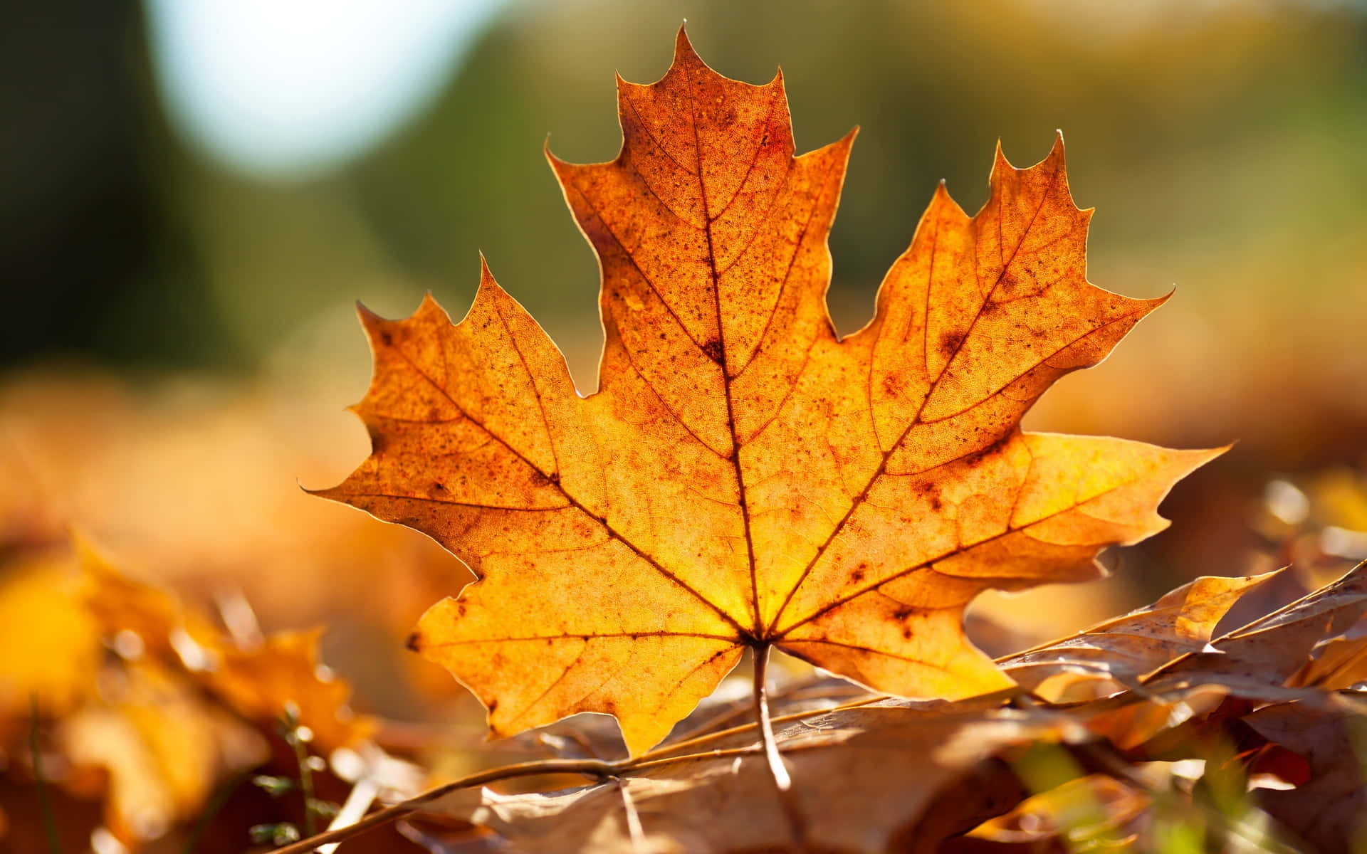 Maple Leaf 桌布 壁紙 — 一片充滿活力的橙色楓葉，帶有複雜的葉脈，在溫暖的陽光下閃耀，背景是柔和模糊的秋日森林地面。