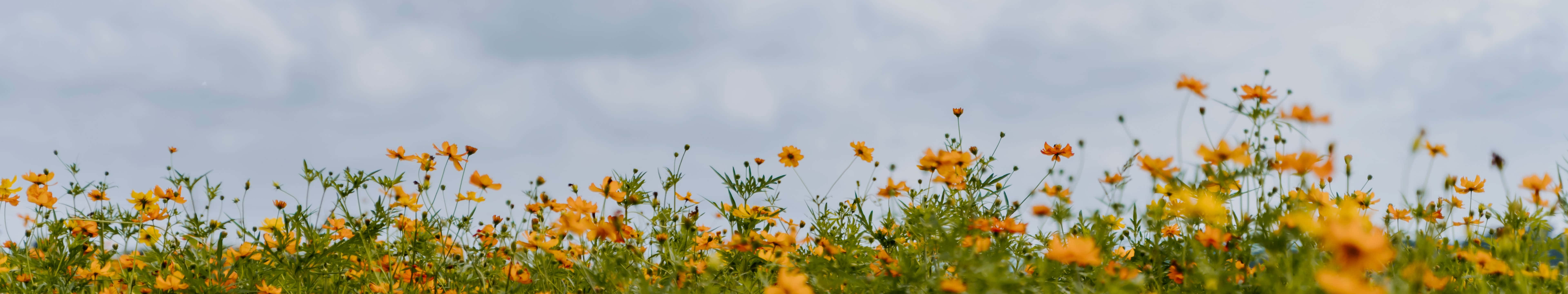 Flowers 桌布 壁紙 — 一片充滿活力的橙色波斯菊在柔和灰色雲層的陰天天空下輕輕搖曳。