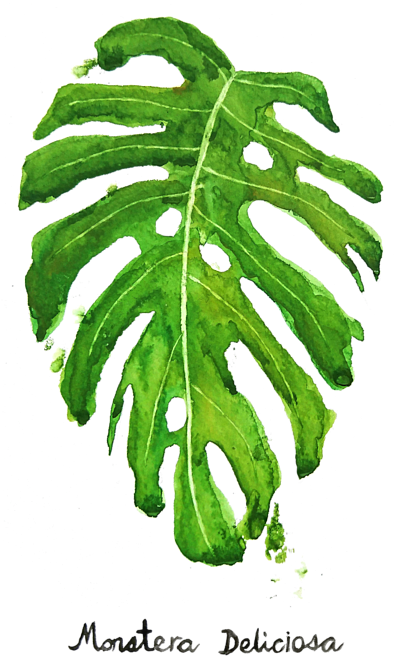 Leaves 桌布 壁紙 — 一片充滿活力的水彩龜背竹葉，帶有深綠色調和天然孔洞，置於斑點黑色背景上。
