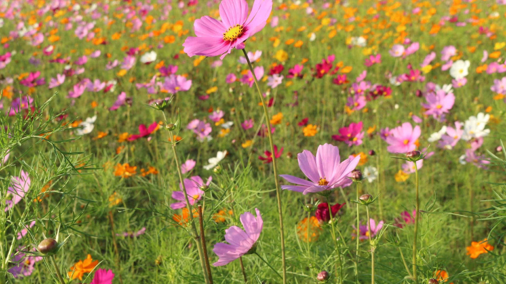 花 桌布 壁紙 — 一片充滿活力的波斯菊田野，盛開著粉紅、橙色和白色的花朵，在明亮的陽光下，伴隨著茂盛的綠色莖幹。