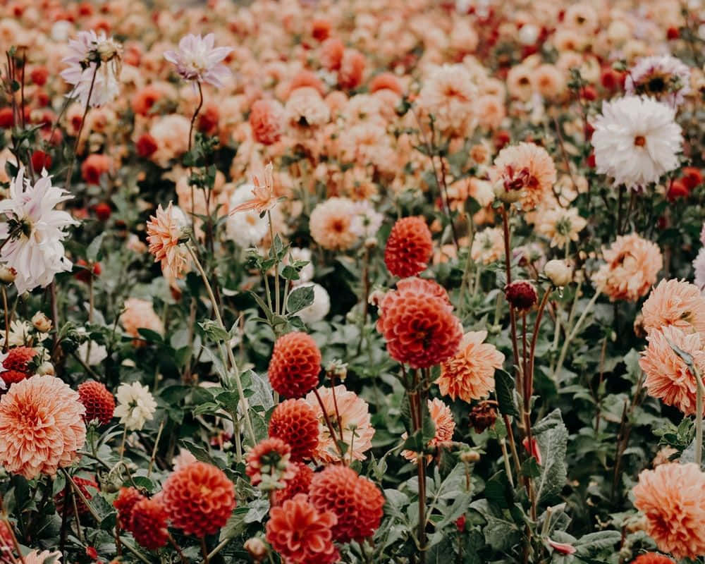 Flowers 桌布 壁紙 — 一片充滿活力的珊瑚桃色和白色大麗花田，在柔和自然光中輕輕搖曳。