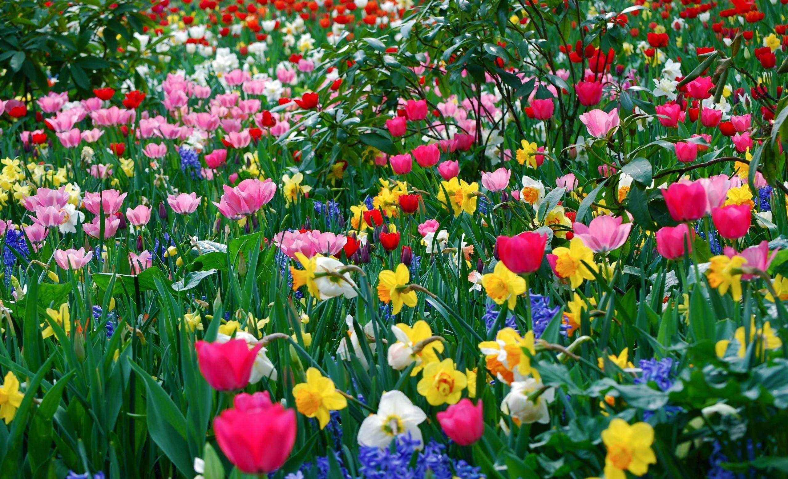 Flower Field 桌布 壁紙 — 一片充滿活力的田野，粉紅、紅、黃、白色的鬱金香和水仙在茂密的綠葉間盛開，在明亮的日光下。