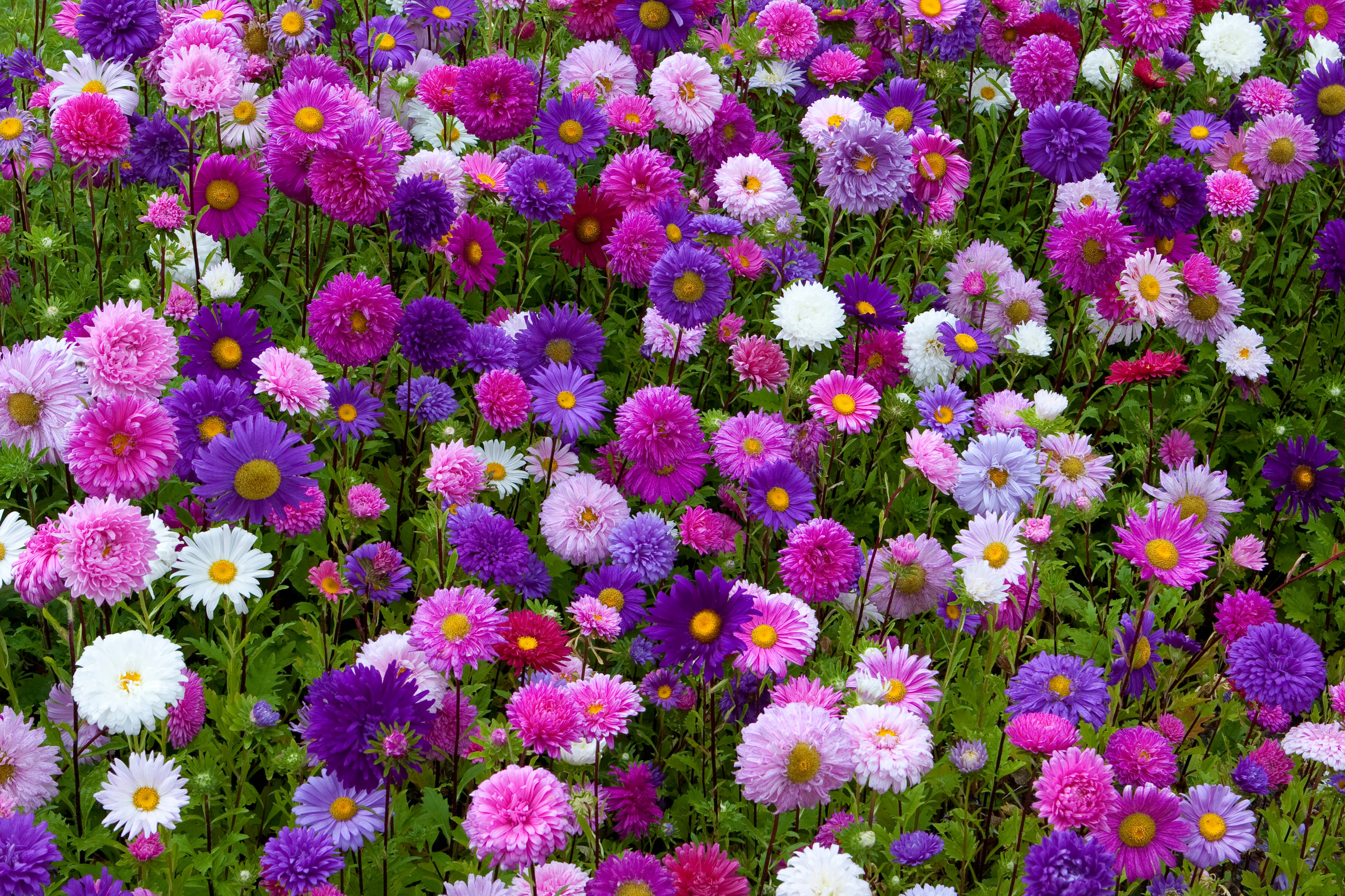花 桌布 壁紙 — 一片充滿活力的田野，紫色、粉紅色和白色的雛菊，黃色花心，在茂密的綠葉中密集盛開。