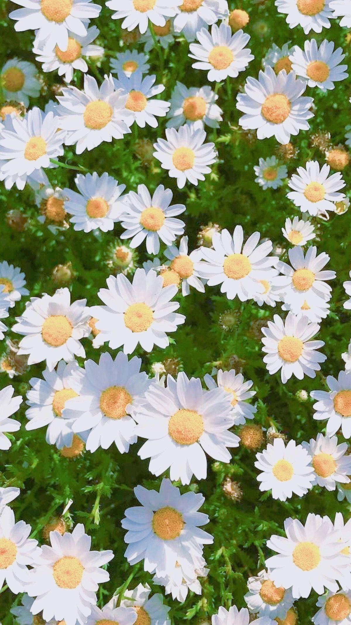花 桌布 壁紙 — 一片充滿活力的白色雛菊，帶有金色花心，在明亮的陽光下，在茂密的綠葉中密集綻放。