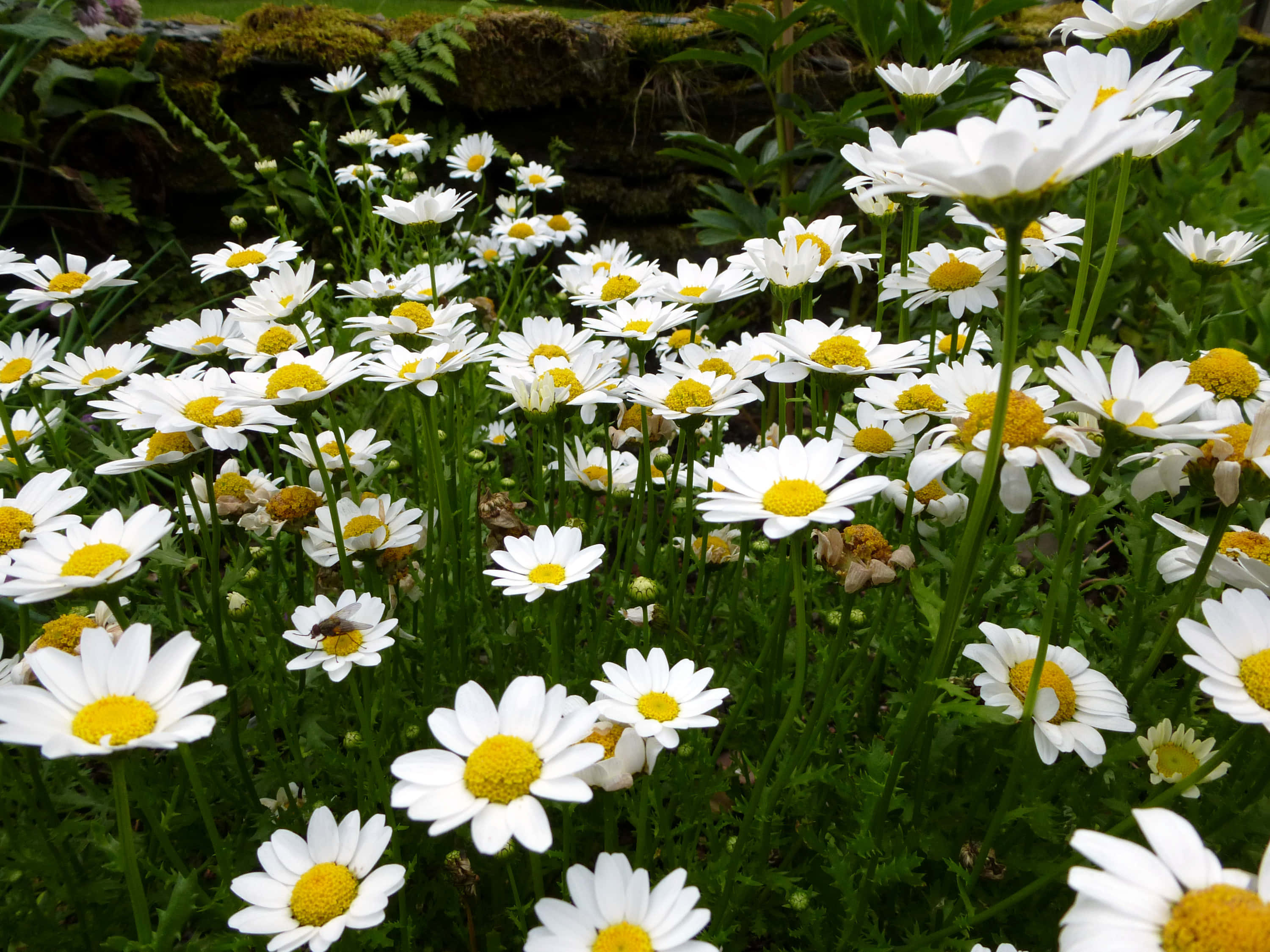 Daisy 桌布 壁紙 — 一片充滿活力的白色雛菊，黃色花心，在陽光明媚的花園中，沿著長滿苔蘚的石牆茂盛綻放。