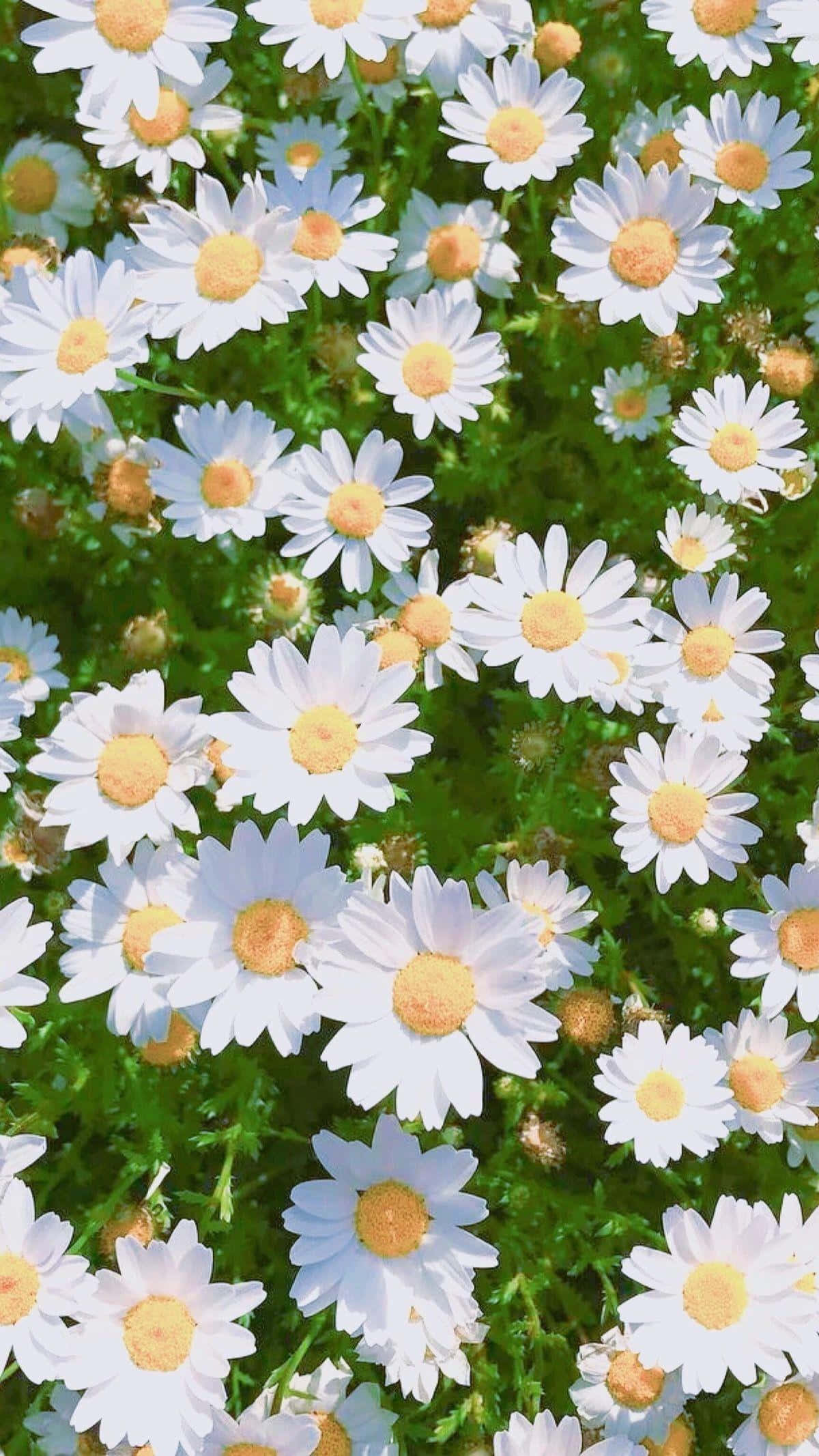 桌布 壁紙 — 一片充滿活力的白色雛菊，黃色花心，在明亮的陽光下，在茂密的綠葉間密集盛開。