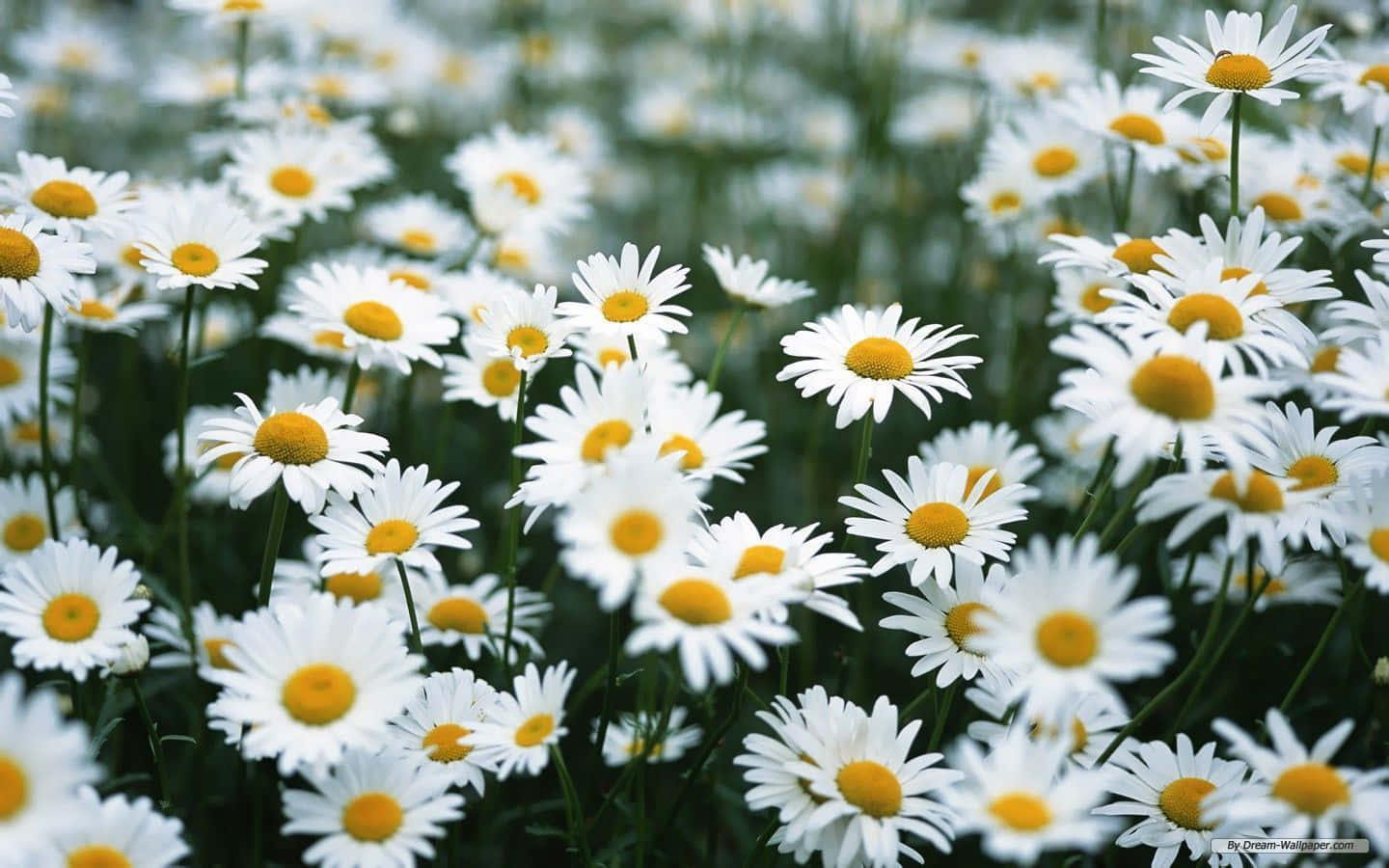 Daisy Aesthetic Computer 桌布 壁紙 — 一片充滿活力的白色雛菊田，帶有明亮的黃色花心，在柔和自然光中輕輕搖曳。