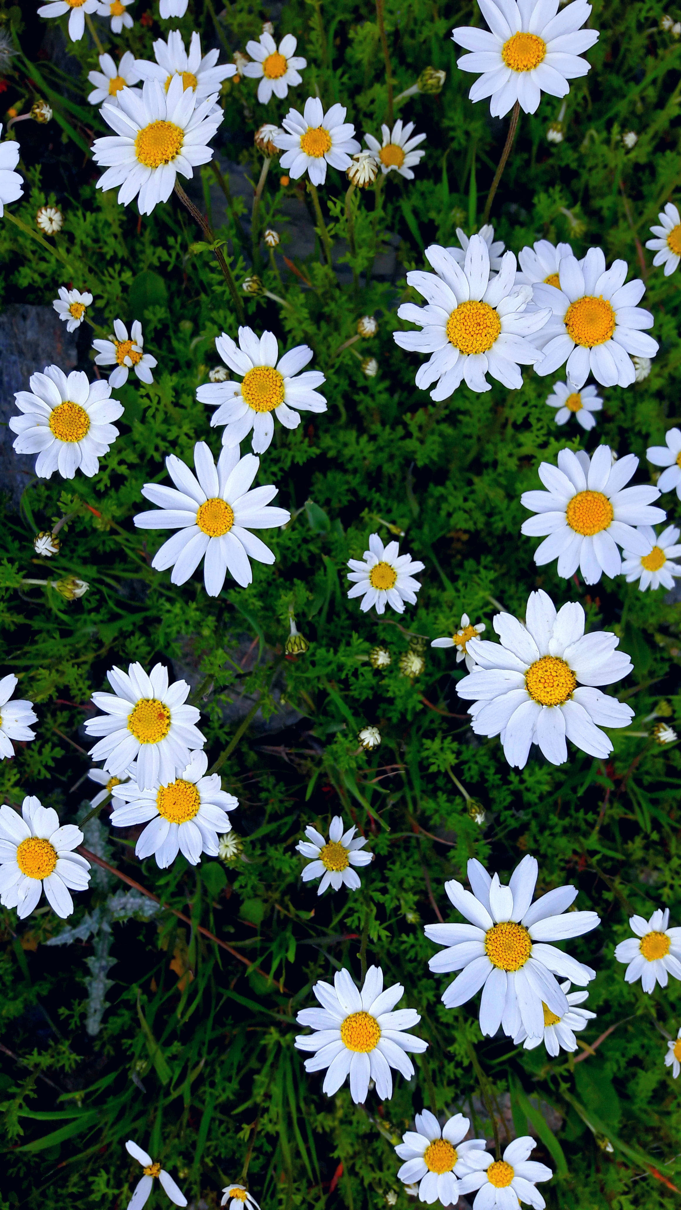 Daisy Aesthetic 桌布 壁紙 — 一片充滿活力的白色雛菊田，帶有明亮的黃色花心，在茂密的綠葉間密集綻放。