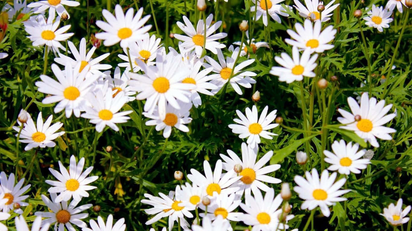 1366x768 Daisies 桌布 壁紙 — 一片充滿活力的白色雛菊田，帶有明亮的黃色花心，在陽光下茂密的綠色葉片中密集綻放。