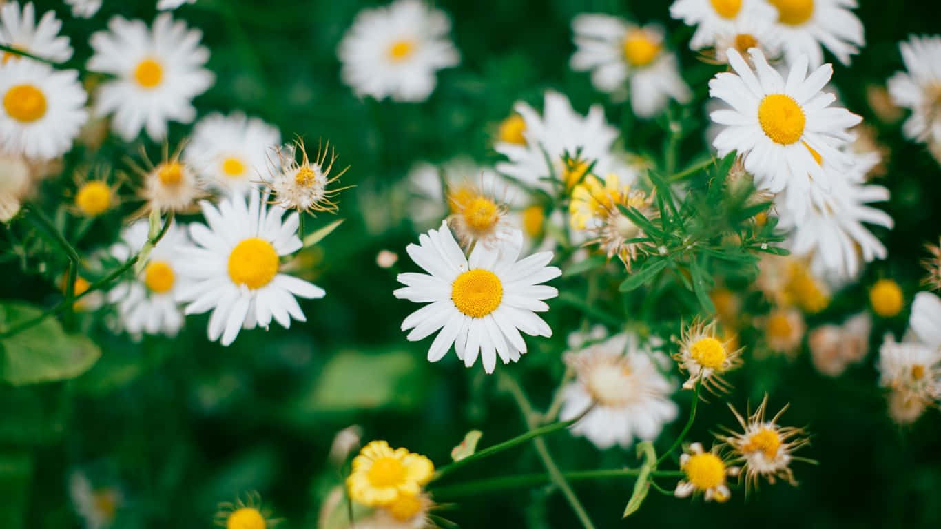 1366x768 Daisies 桌布 壁紙 — 一片充滿活力的白色雛菊田，帶有明亮的黃色花心，在柔和自然光中輕輕搖曳。