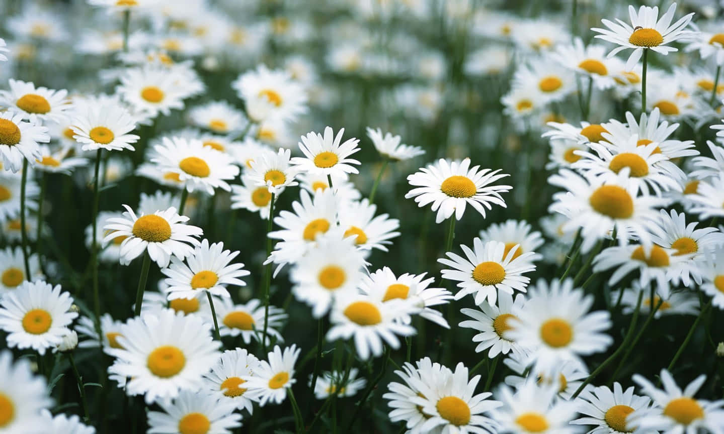 Flowers 桌布 壁紙 — 一片充滿活力的白色雛菊田，帶有明亮的黃色花心，在柔和自然光中輕輕搖曳。
