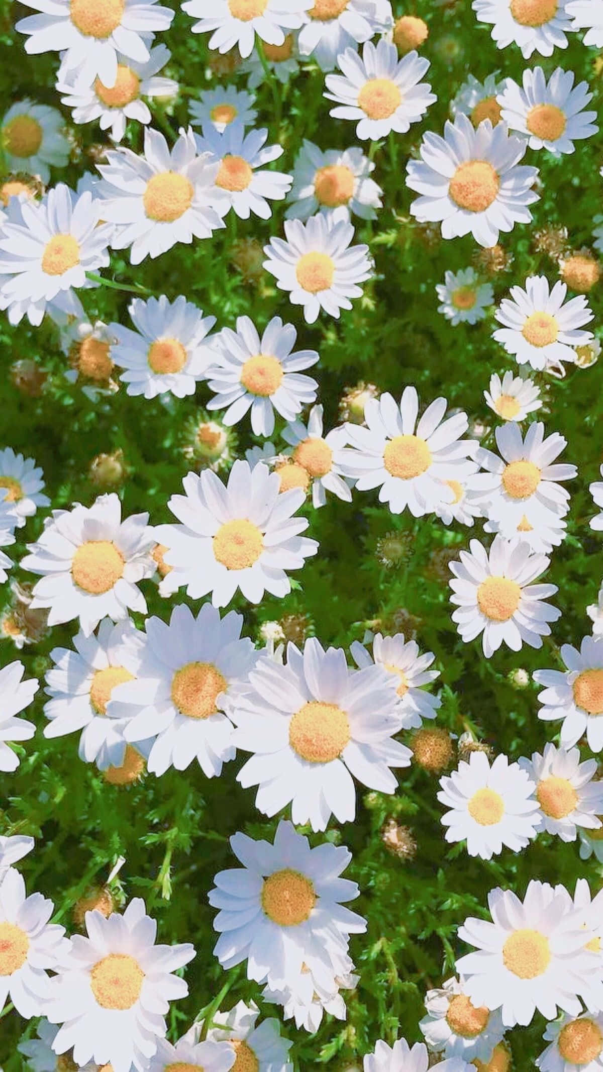 Daisy 桌布 壁紙 — 一片充滿活力的白色雛菊田，金色花心在茂密的綠色葉叢中盛開，沐浴在明亮的陽光下。