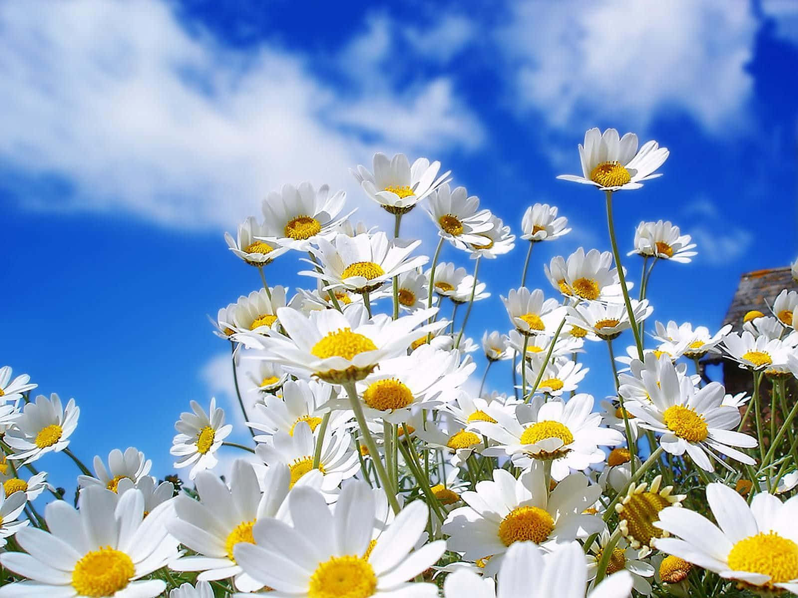 Flowers 桌布 壁紙 — 一片充滿活力的白色雛菊田，黃色花心在明亮的藍天下搖曳，點綴著蓬鬆的白雲。