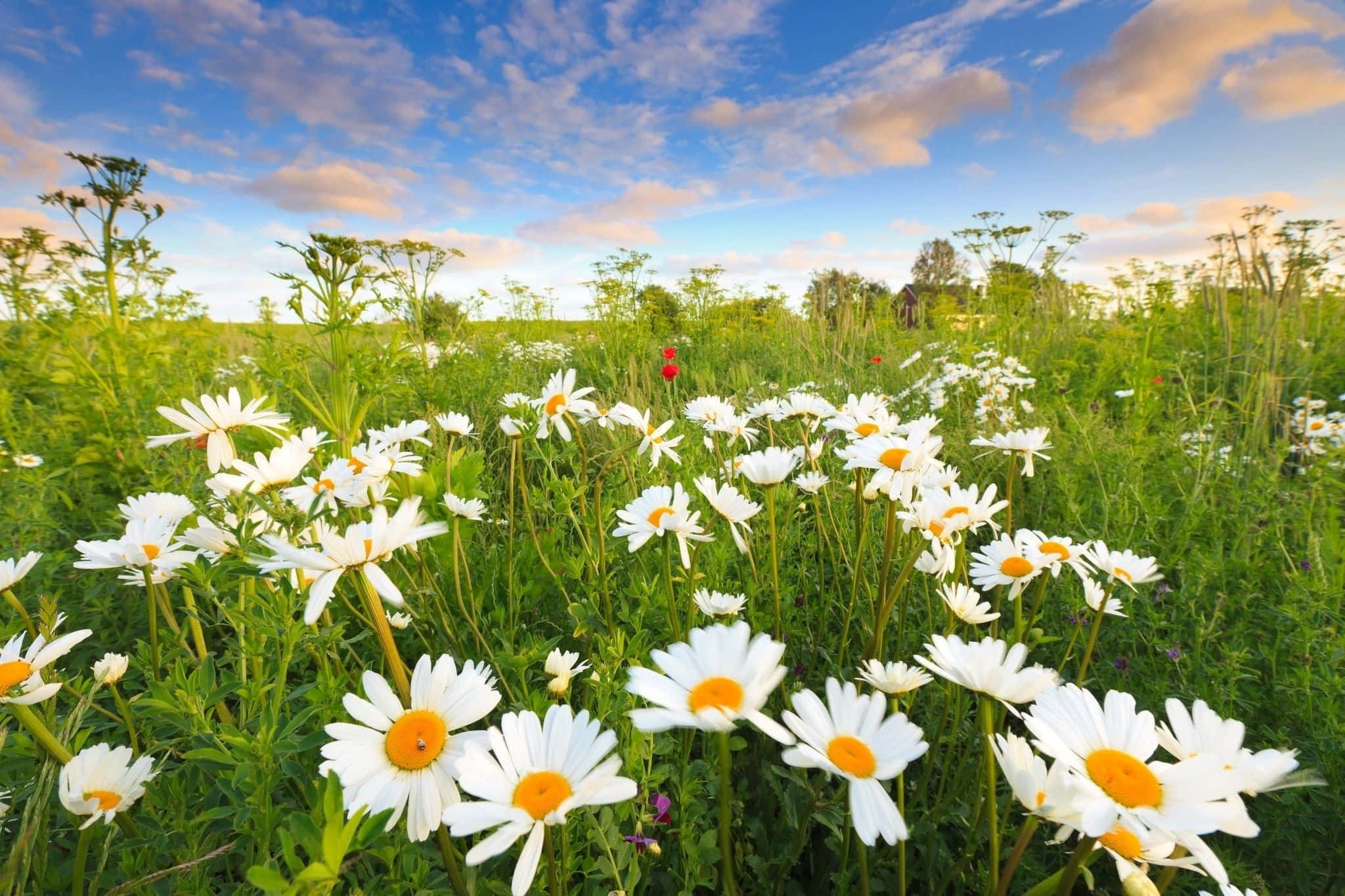 Daisy 桌布 壁紙 — 一片充滿活力的白色雛菊田，黃色花心在陽光明媚的草地上搖曳，藍天白雲點綴其間。