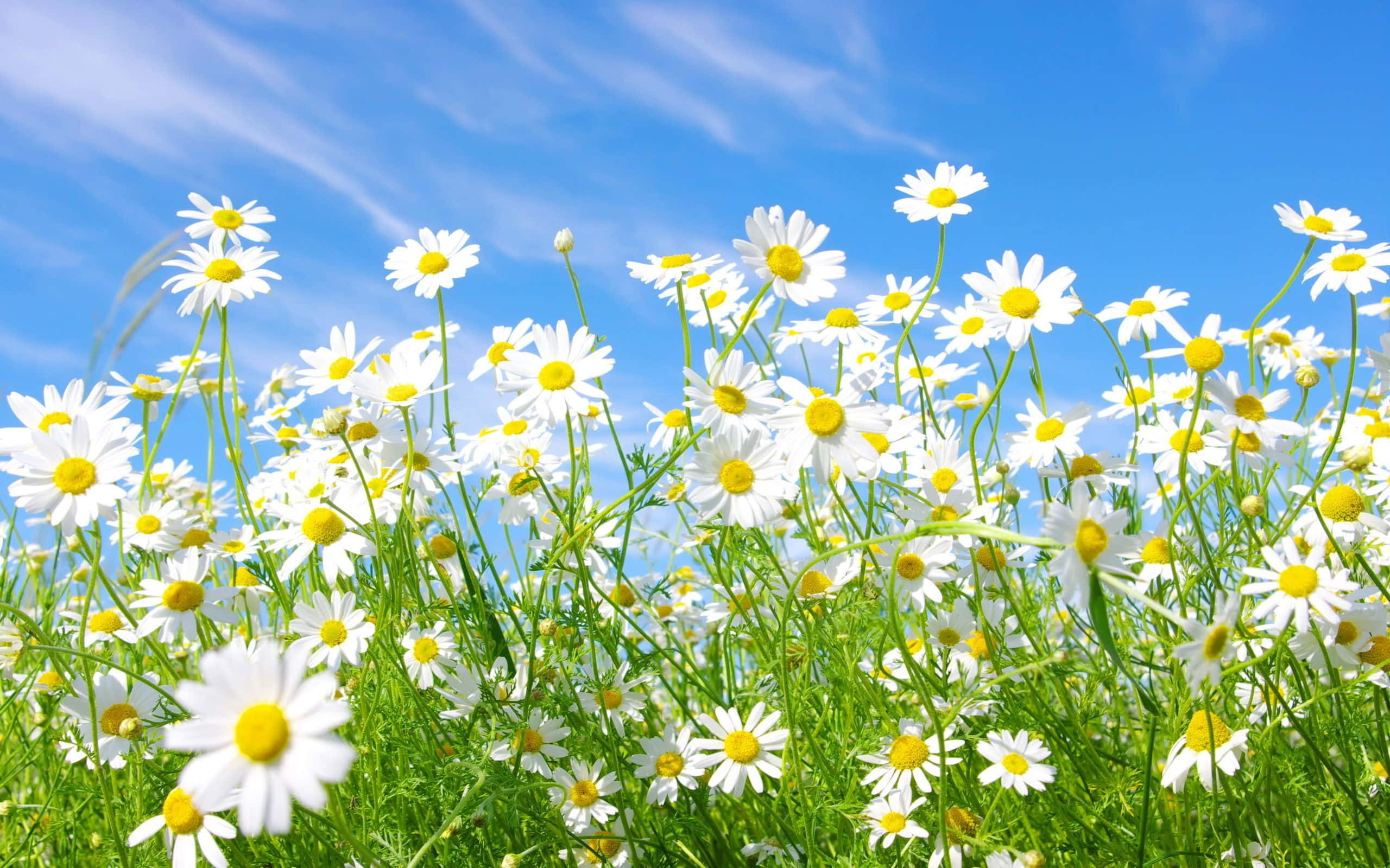 Flowers 桌布 壁紙 — 一片充滿活力的白色雛菊田，黃色花心在清澈的藍天和薄雲下搖曳。