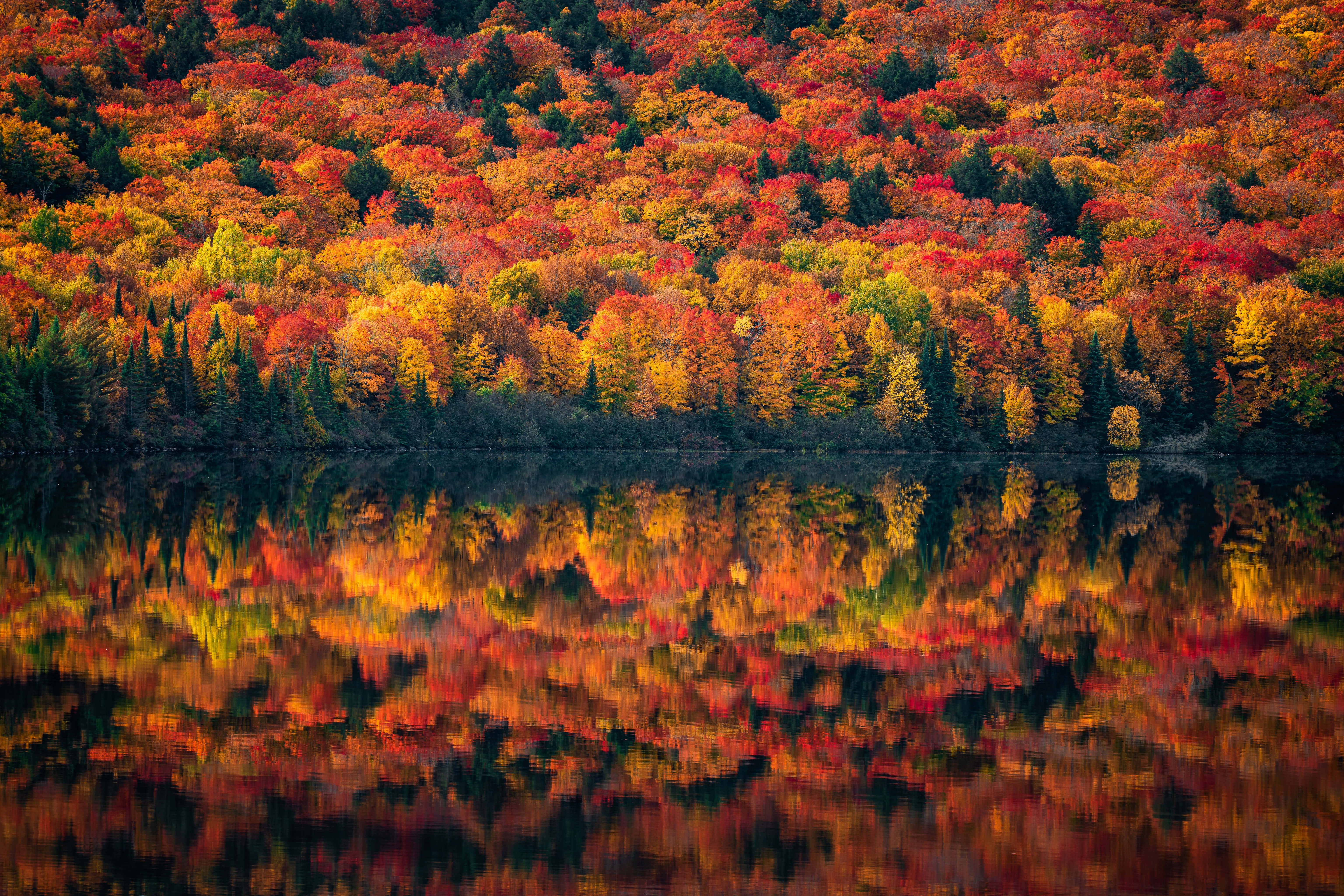 Fall Scenes 桌布 壁紙 — 一片充滿活力的秋日森林，火紅、橙黃的樹葉完美倒映在平靜的湖面上。