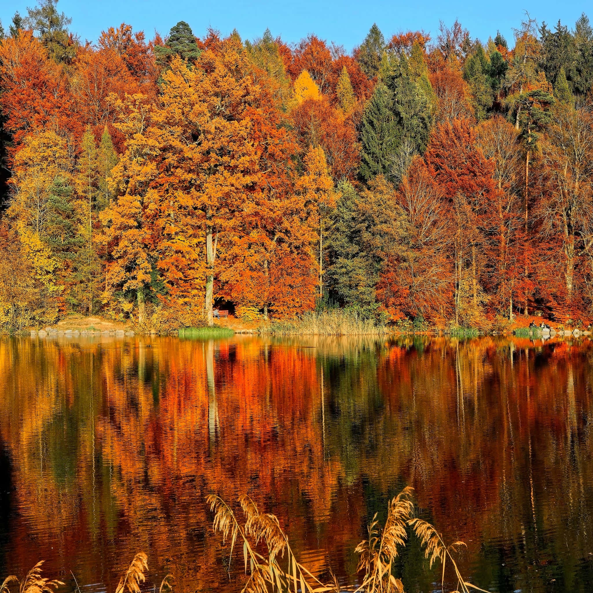 Lake 桌布 壁紙 — 一片充滿活力的秋日森林，火紅橙黃的樹葉在清澈藍天下完美倒映在平靜的湖面上。
