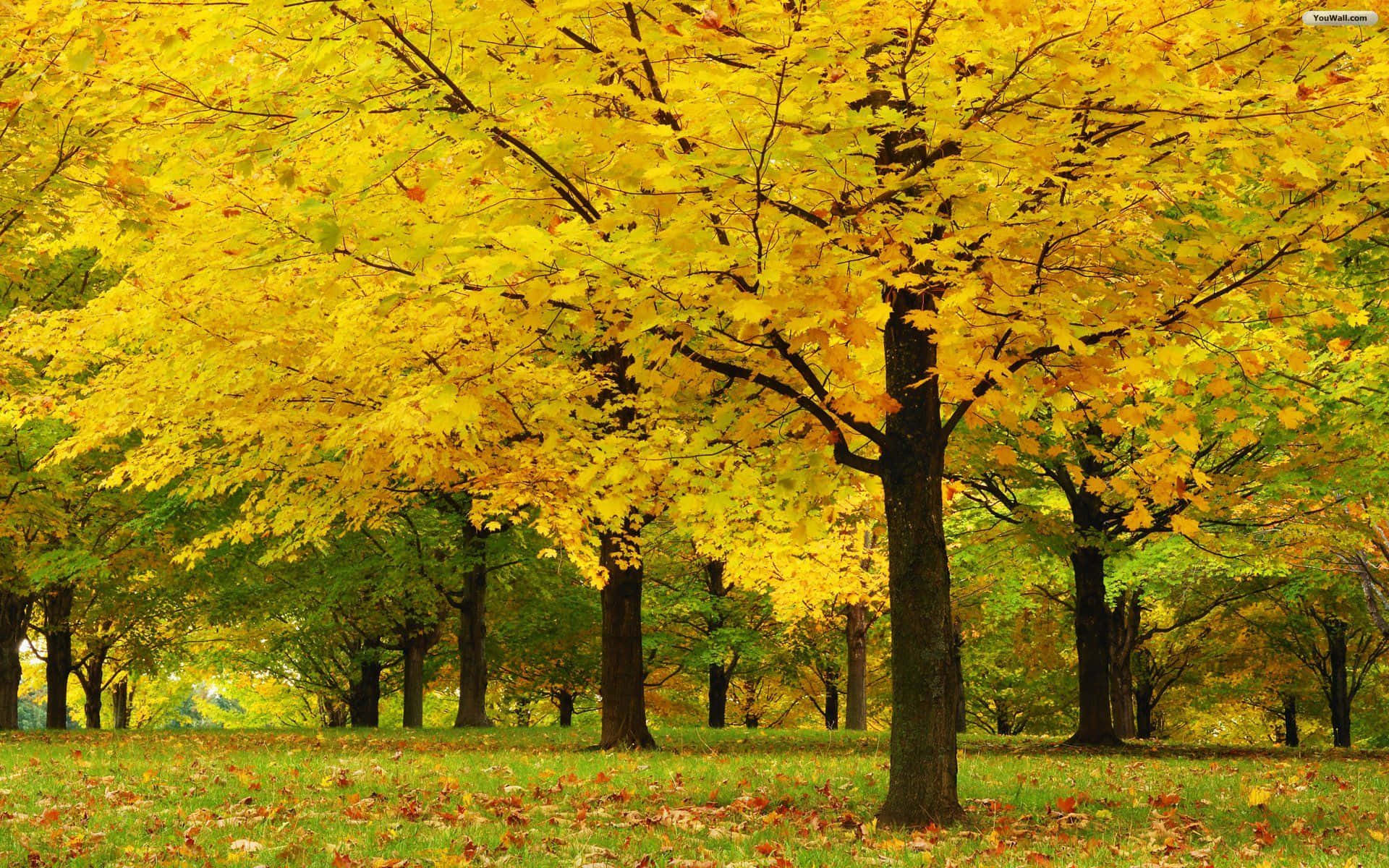 Among Trees 桌布 壁紙 — 一片充滿活力的秋日森林，金黃色的楓樹拱形覆蓋在散落著落葉的草地上。