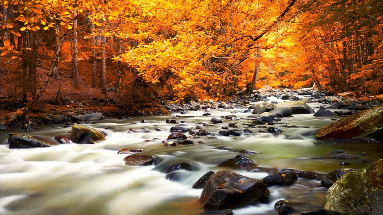Nature Fall 桌布 壁紙 — 一片充滿活力的秋日森林，金黃色的樹葉拱起在奔流的小溪之上，溪水流過長滿苔蘚的岩石。