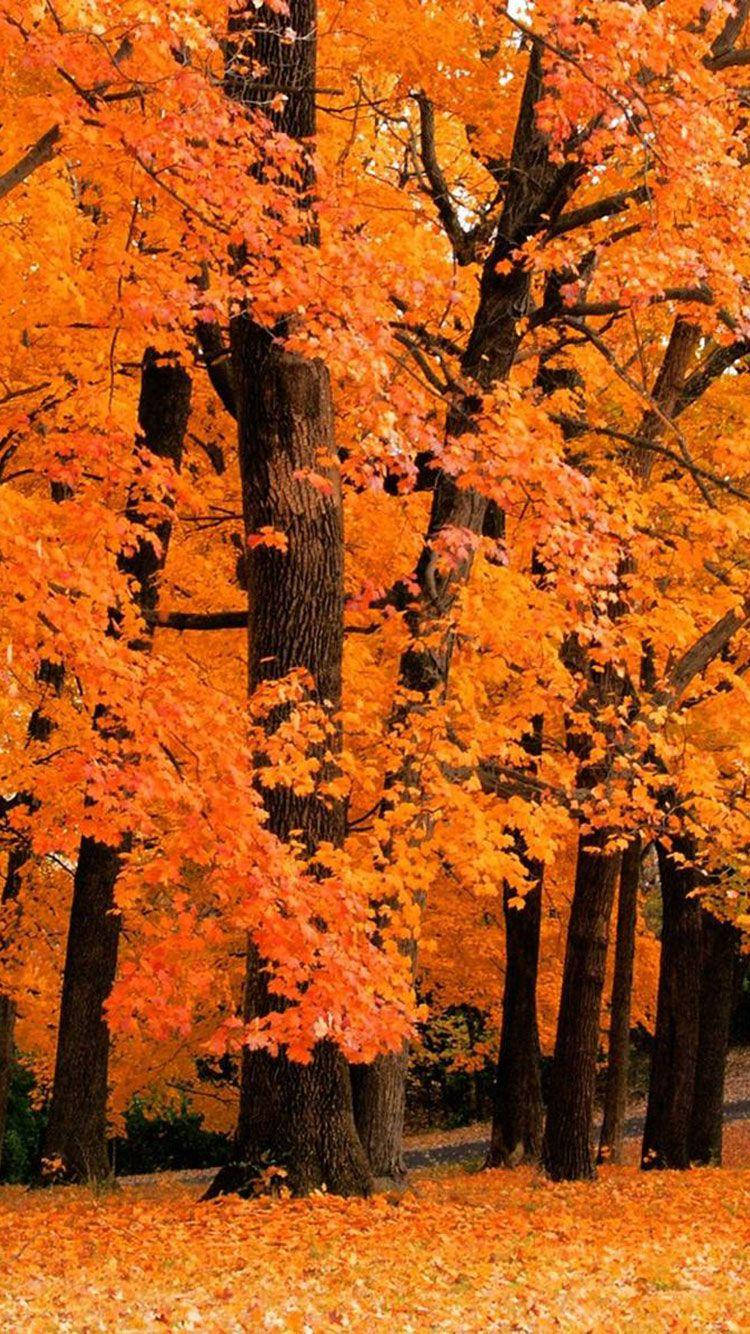 Autumn Leaves 桌布 壁紙 — 一片充滿活力的秋日森林，高大的樹木披上火紅的橙色樹葉，鋪滿了下面的地面。